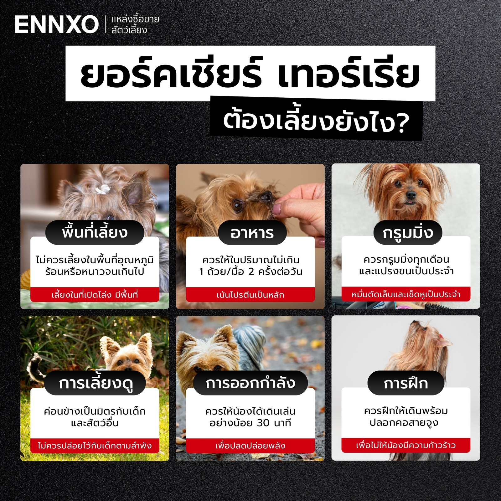 ยอร์คเชียร์ เทอร์เรีย วิธีเลี้ยง