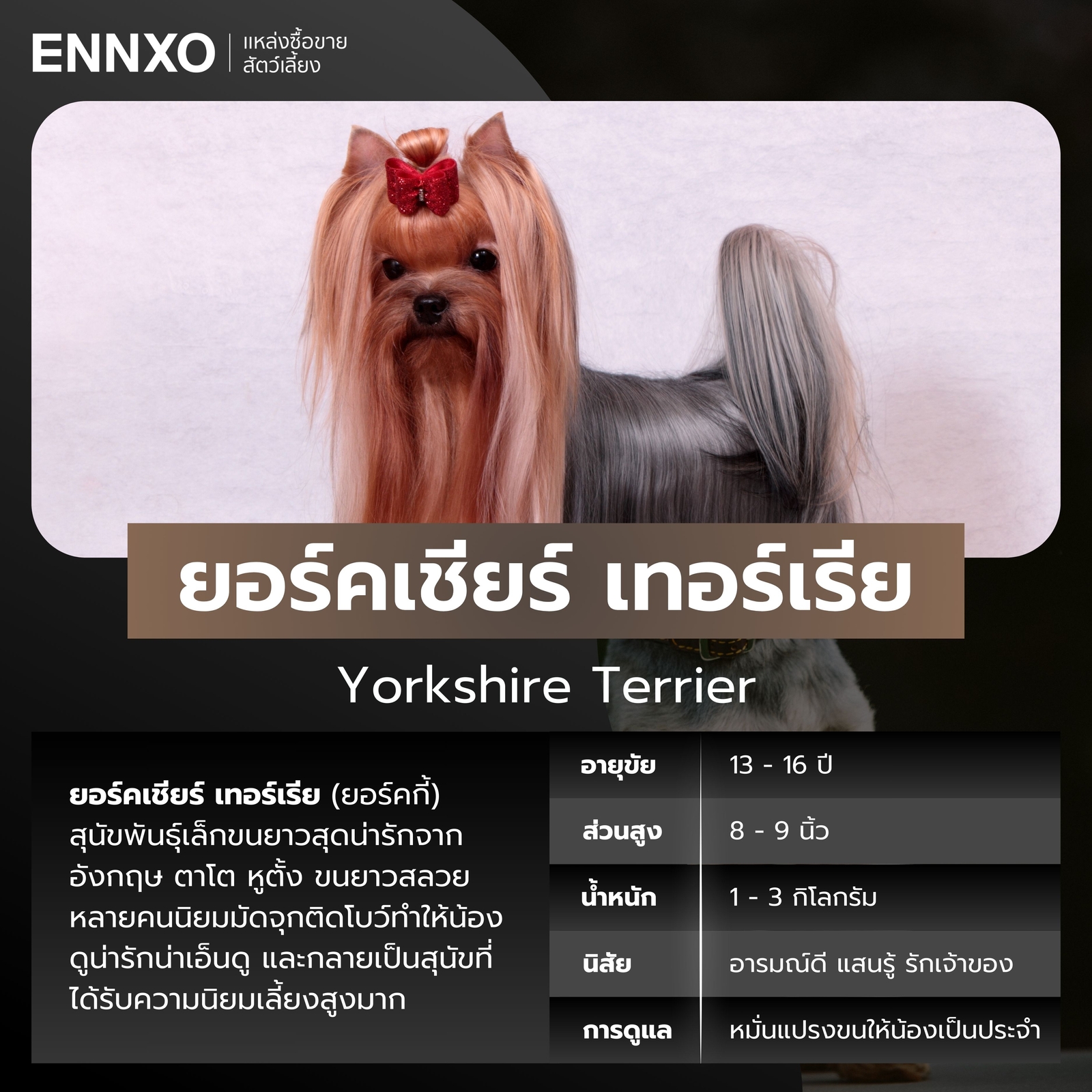 สุนัขยอร์คเชียร์ เทอร์เรีย สุนัขพันธุ์เล็กขนยาว