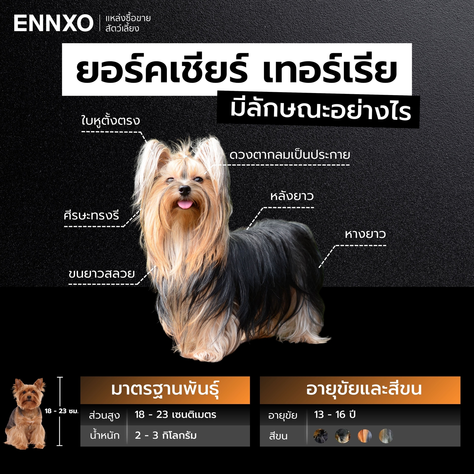 ยอร์คเชียร์ เทอร์เรีย แท้ ลักษณะยังไง