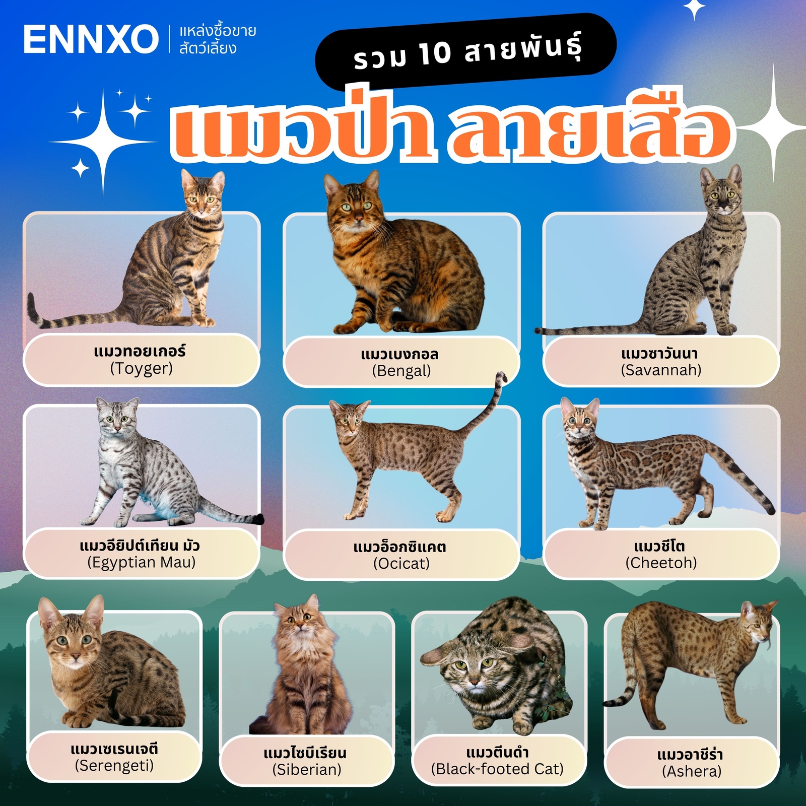 รวม-10-สายพันธุ์แมวป่า-ลายเหมือนเสือ