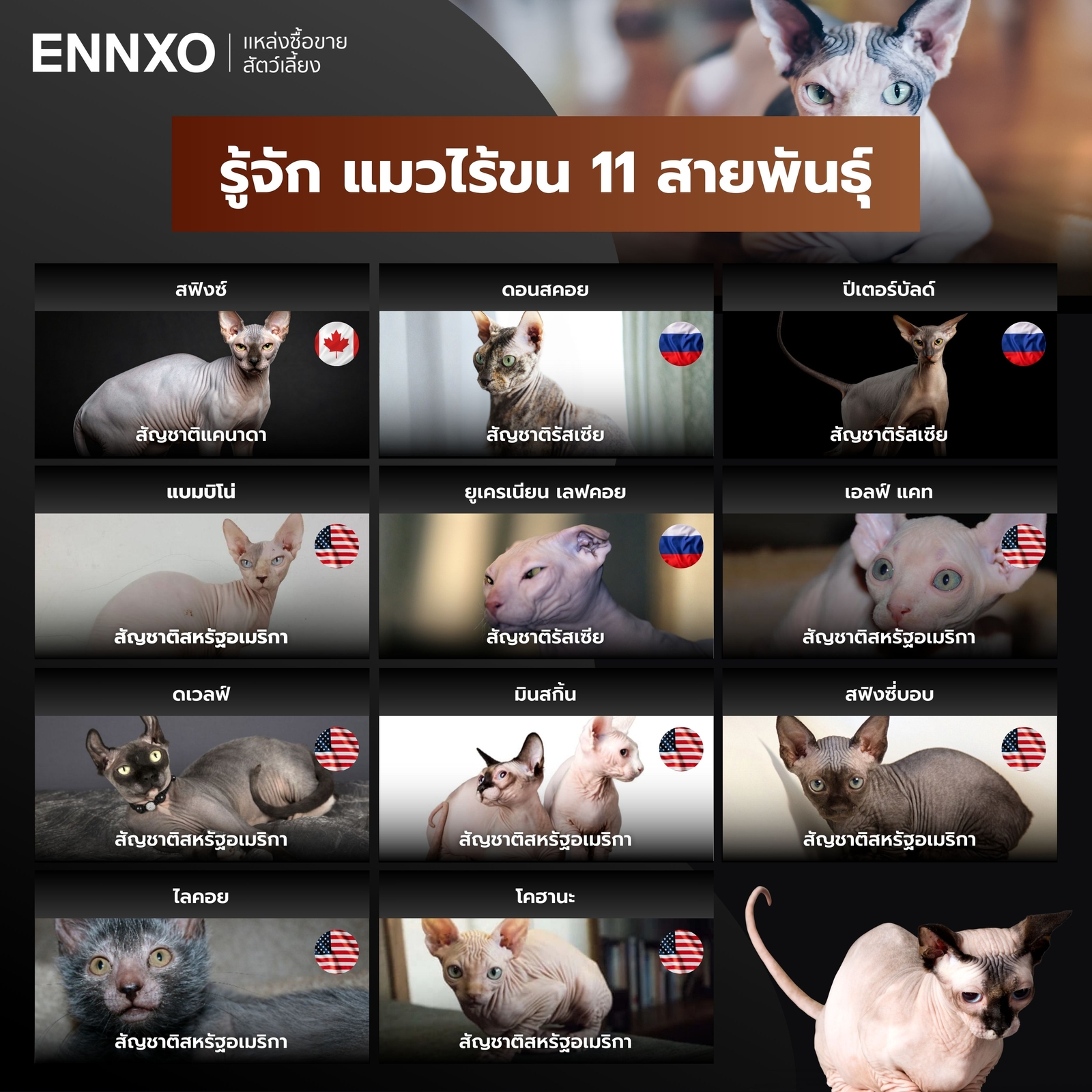 แมวไร้ขน มีกี่สายพันธุ์