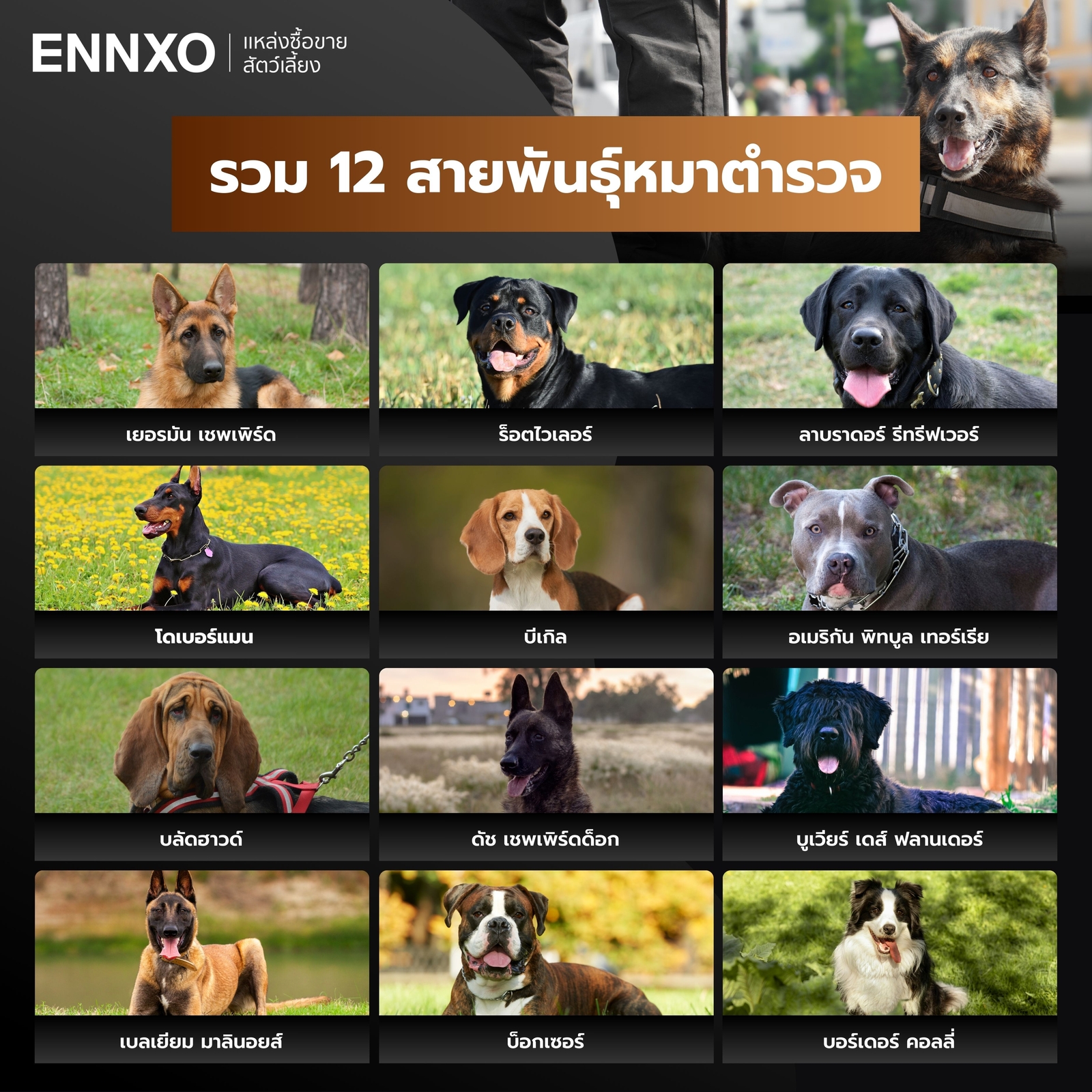 รวม 12 สายพันธุ์สุนัขตำรวจ