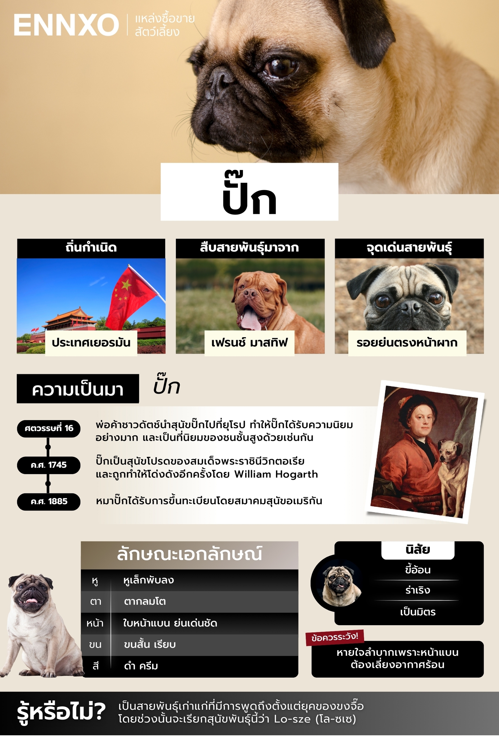 สุนัขปั๊ก รวมข้อมูลที่ควรรู้ก่อนเลี้ยง