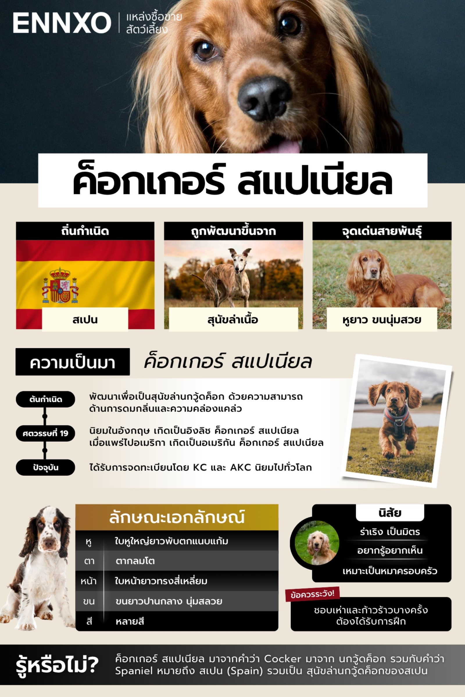 สรุปข้อมูลสุนัขค็อกเกอร์ สแปเนียล