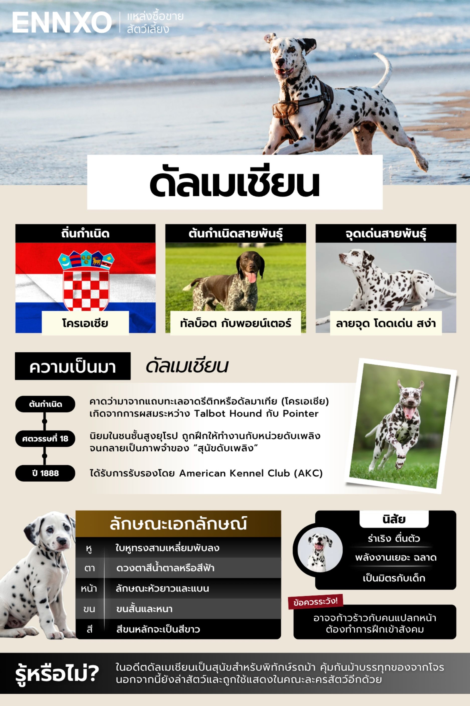 สรุปข้อมูลสุนัขดัลเมเชียน