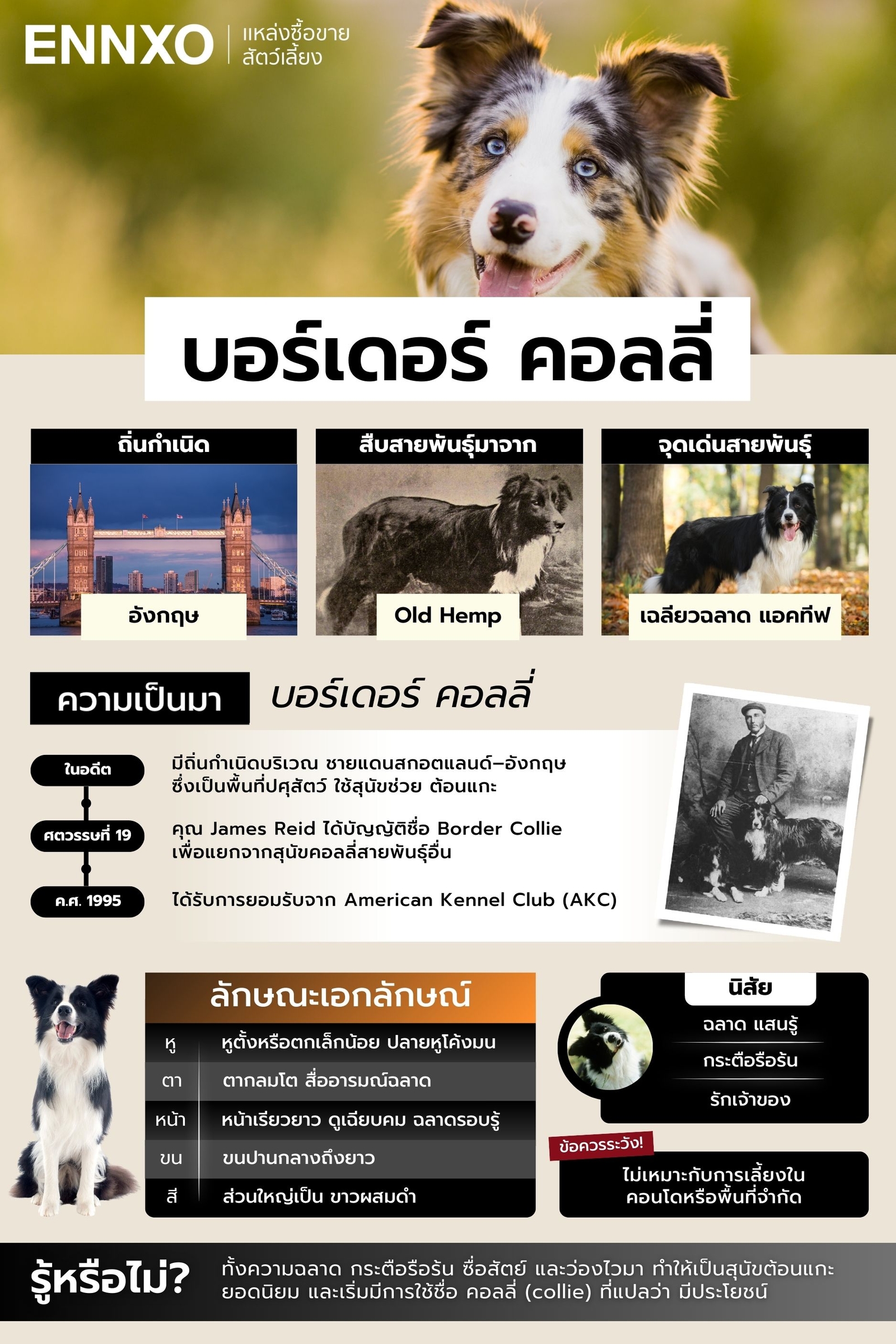 สรุปข้อมูลบอร์เดอร์ คอลลี่