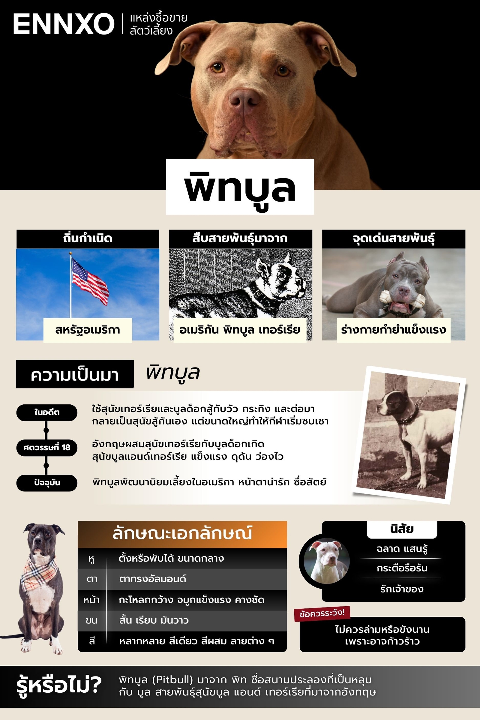 สรุปข้อมูลสุนัขพิทบูล