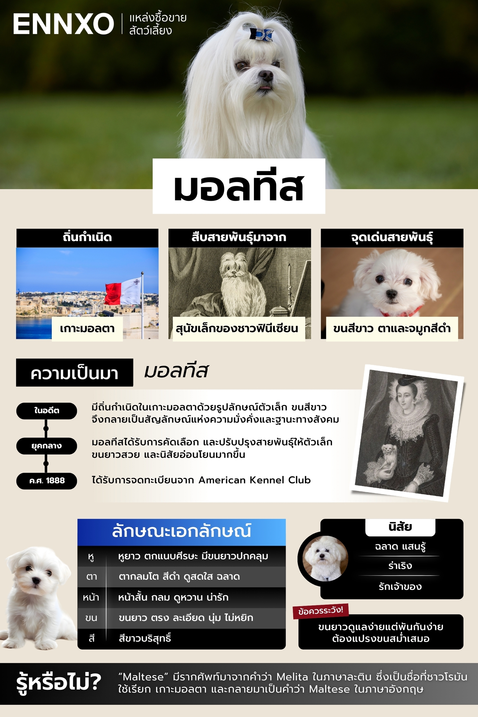ข้อมูล ลักษณะ นิสัย ของสุนัขมอลทีส
