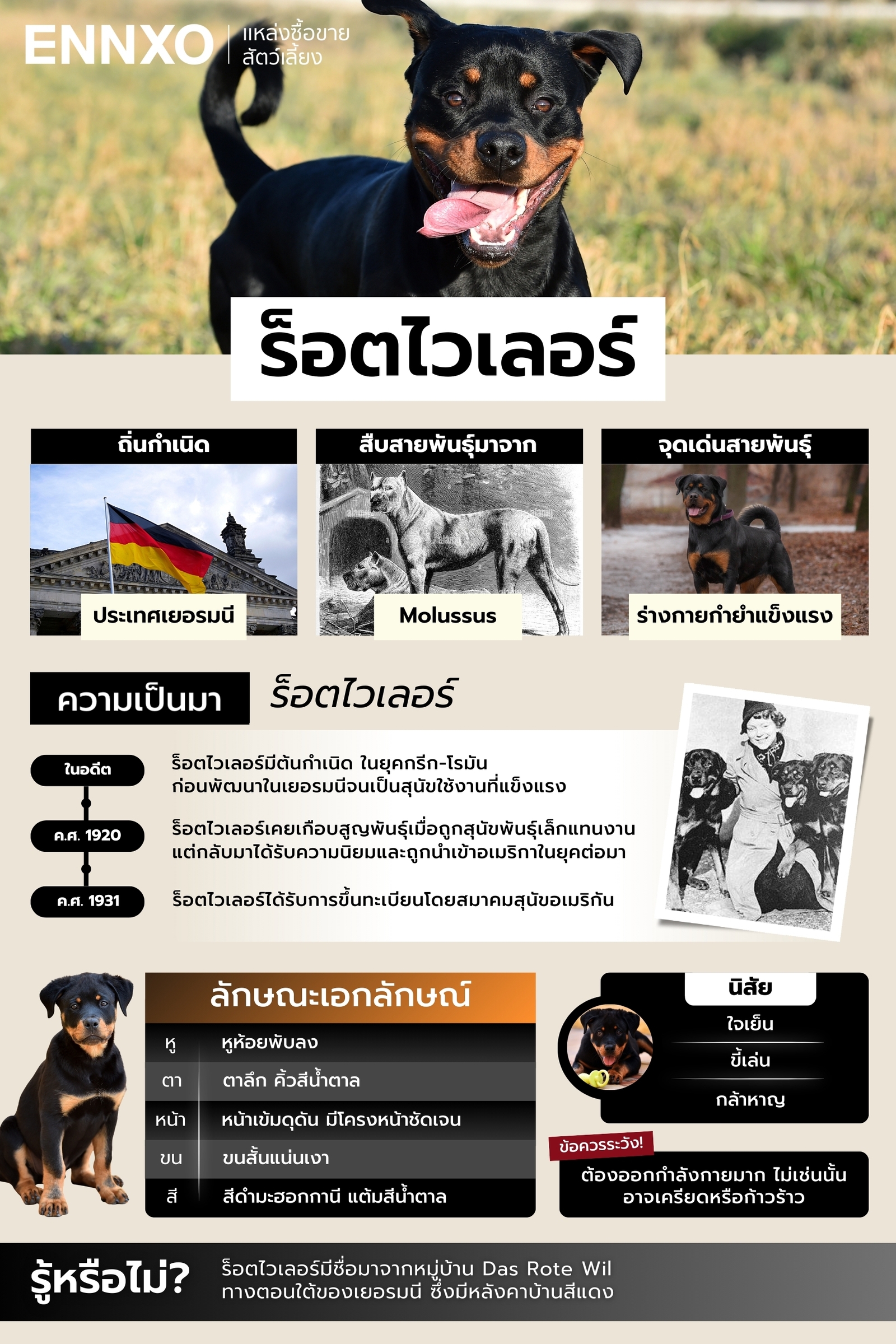 สุนัขร็อตไวเลอร์ ข้อมูลลักษณะ นิสัย ข้อมูลทั่วไป