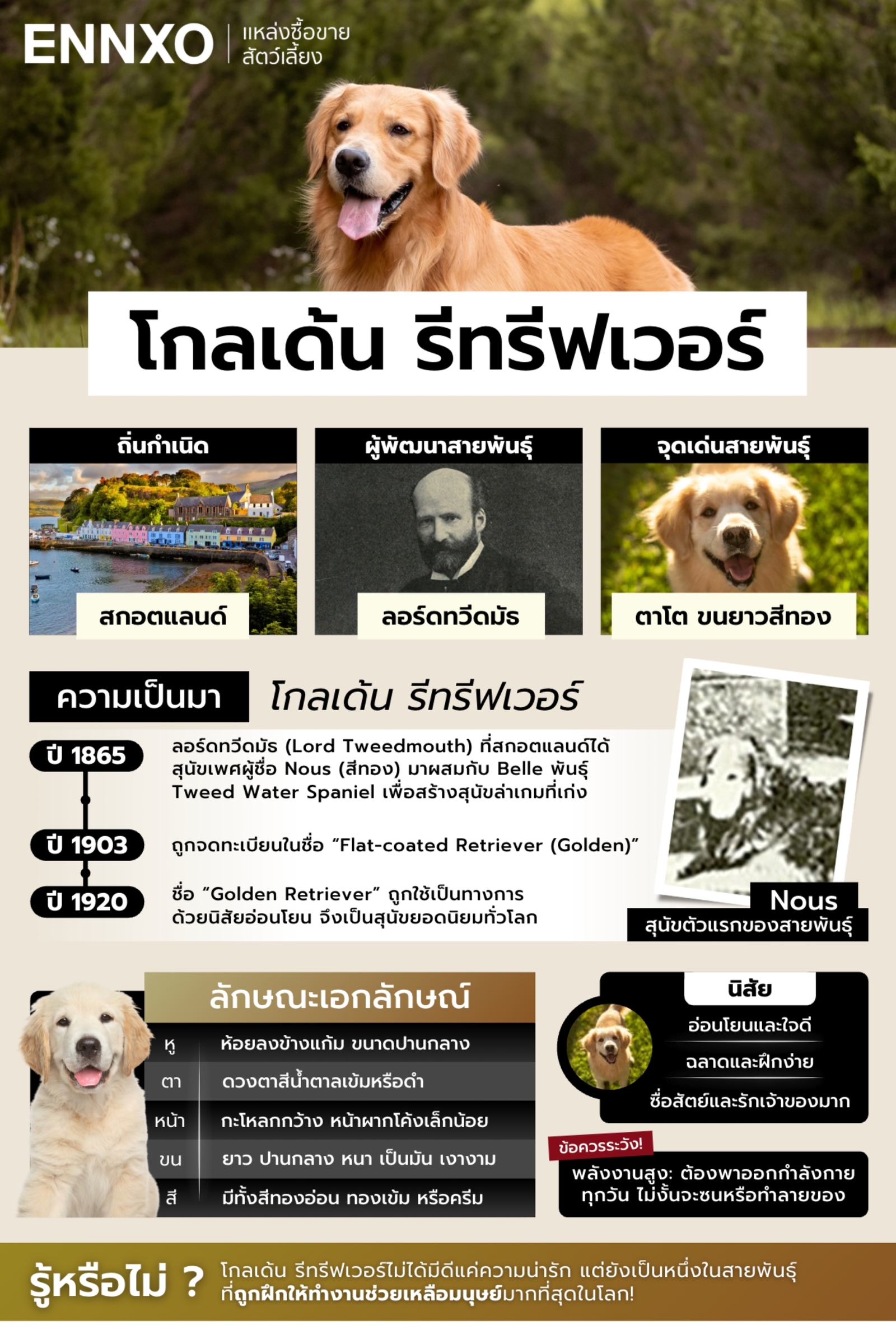 รวมข้อมูลน่ารู้เกี่ยวกับสุนัขโกลเด้น