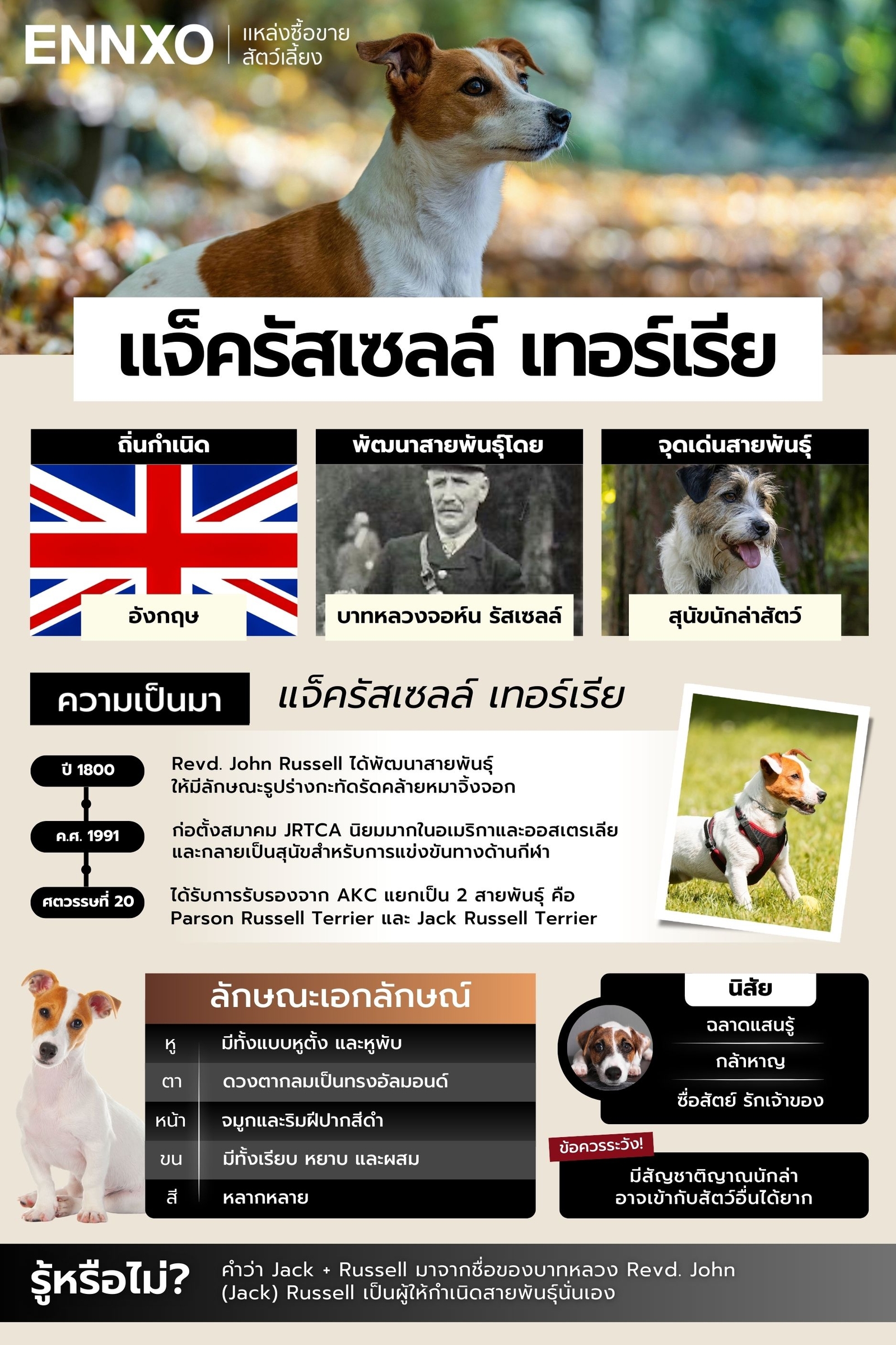 รวมข้อมูลเกี่ยวกับแจ็ครัสเซลล์-เทอร์เรีย