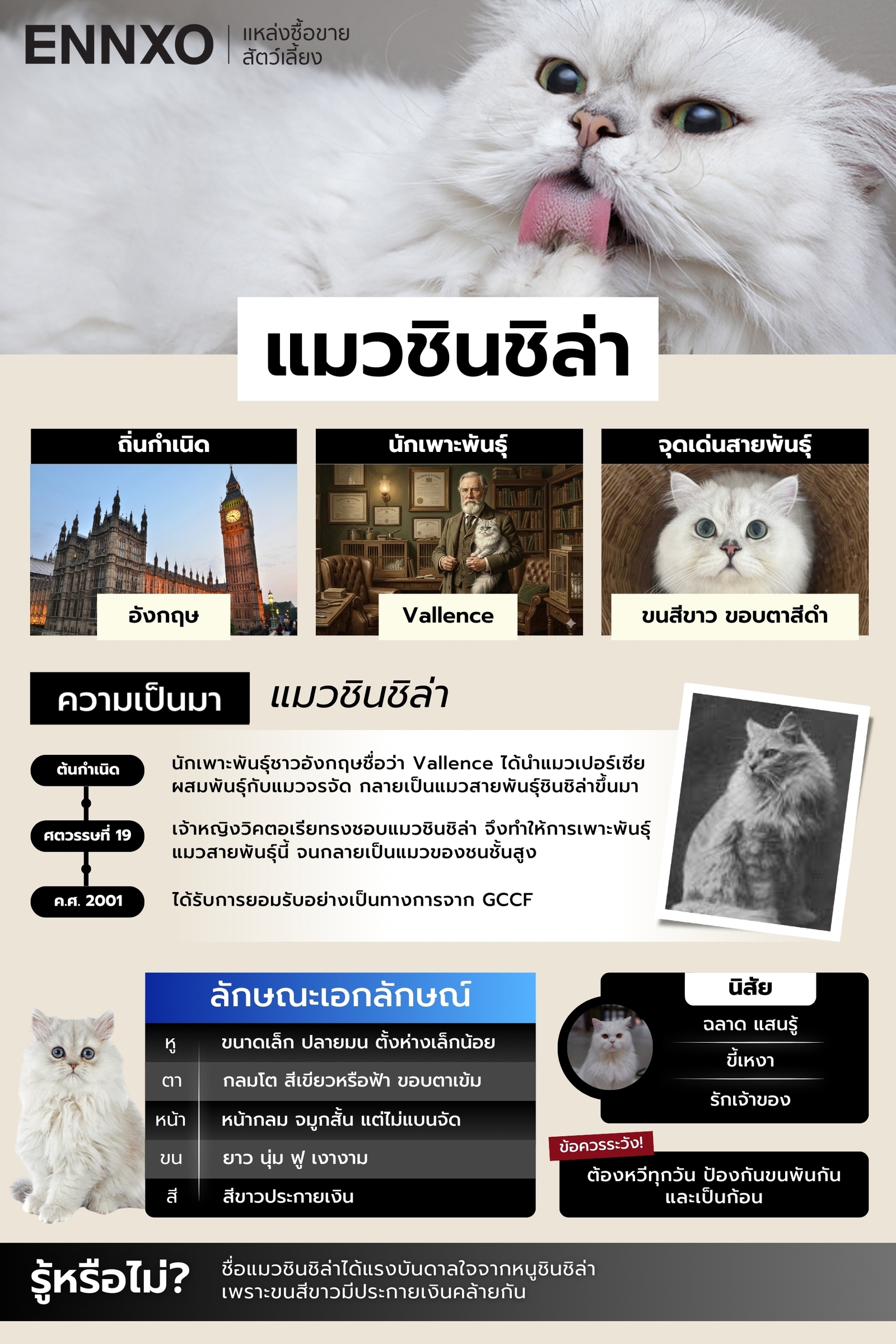 แมวชินชิล่า รวมข้อมูลเกี่ยวกับประวัติ ลักษณะ นิสัย