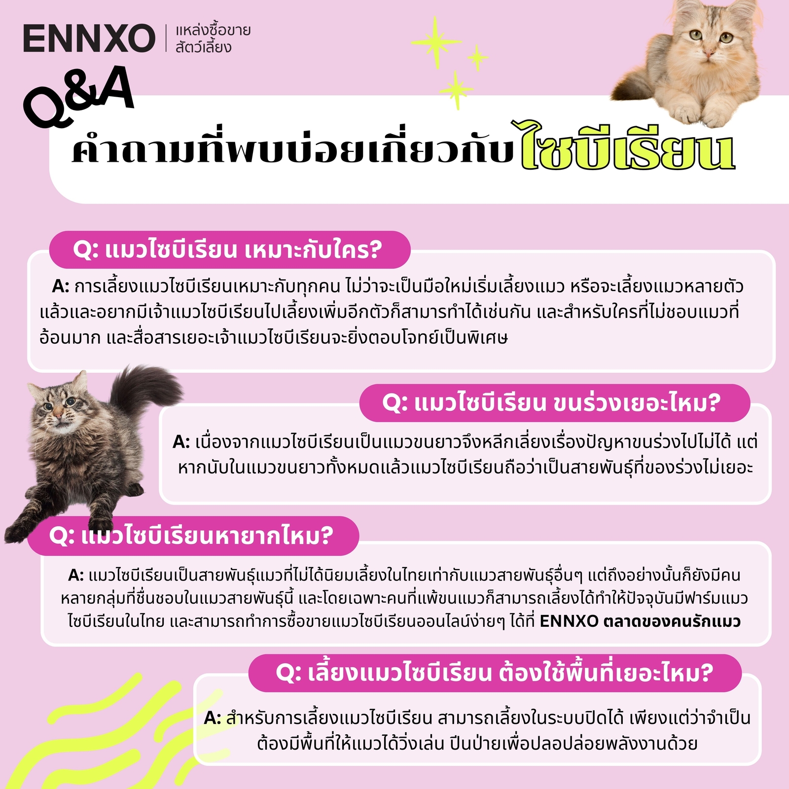 รวมคำถามที่พบบ่อยเกี่ยวกับแมวไซบีเรียน