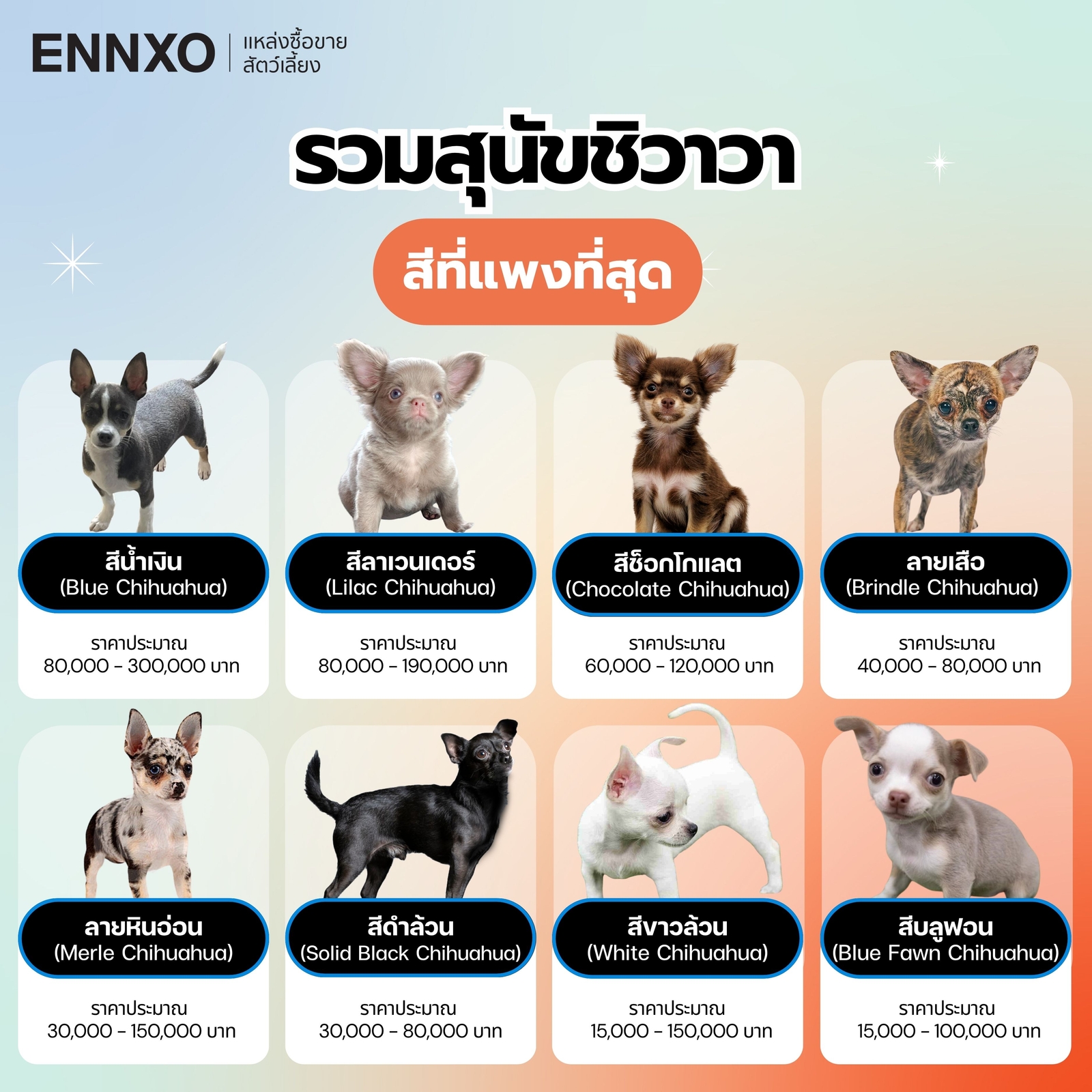 8 สุนัขชิวาวา สีที่แพงที่สุด และสีหายาก