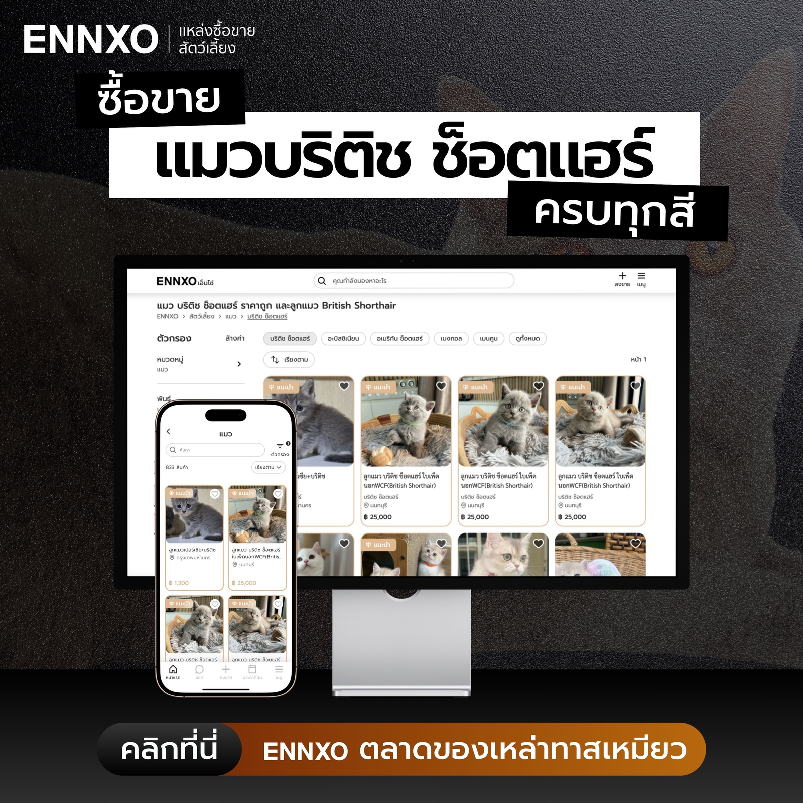 รวมฟาร์มแมวบริติช-ช็อตแฮร์-ราคาถูกที่-ennxo