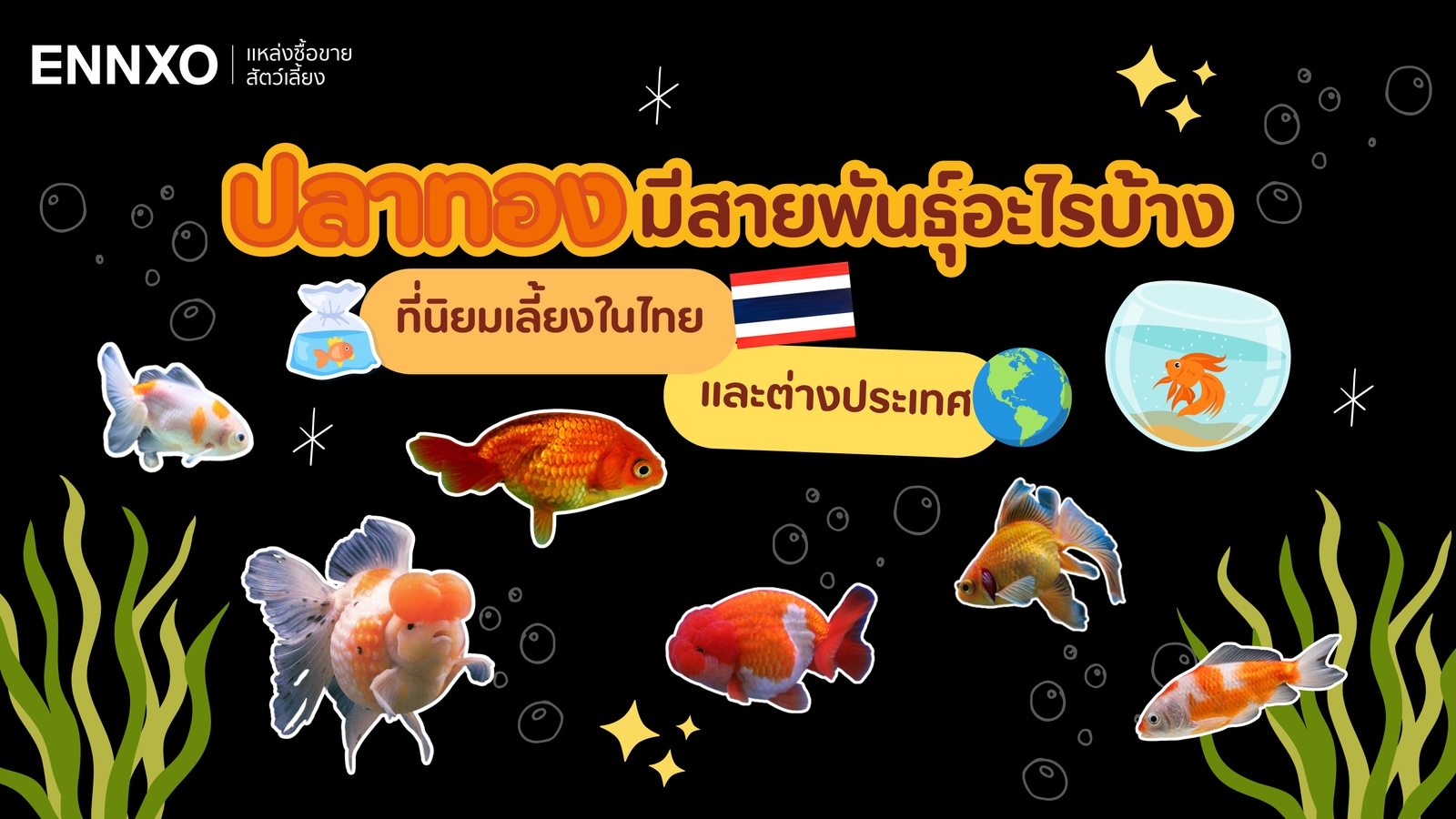 รวมสายพันธุ์ปลาทอง มีสายพันธุ์อะไรบ้างที่นิยมเลี้ยง ทั้งหมด