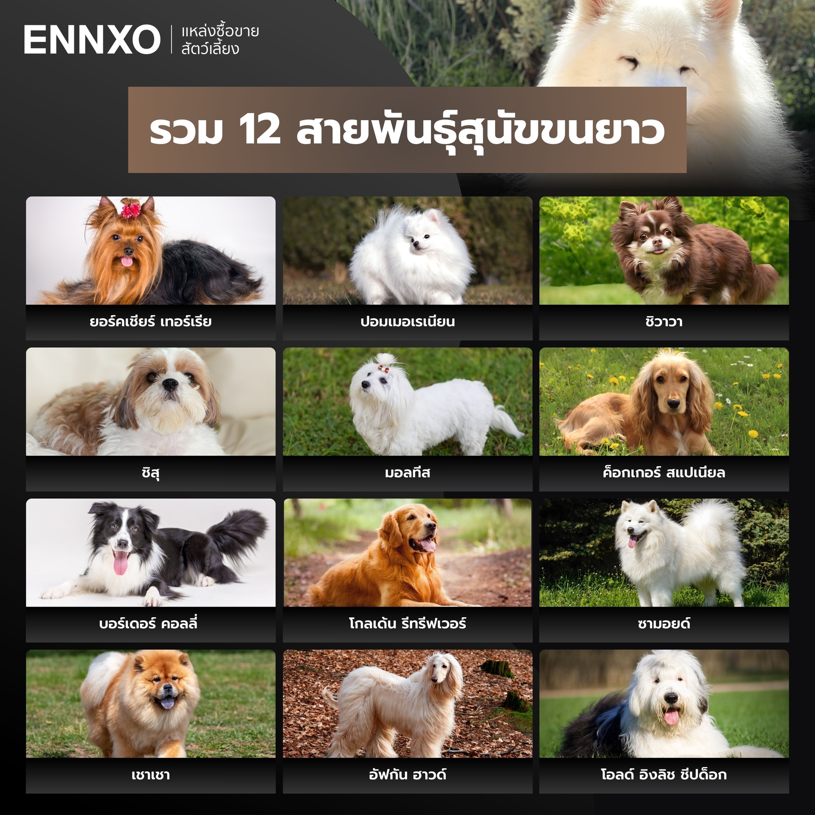 รวมสุนัขขนยาวยอดนิยมเลี้ยง