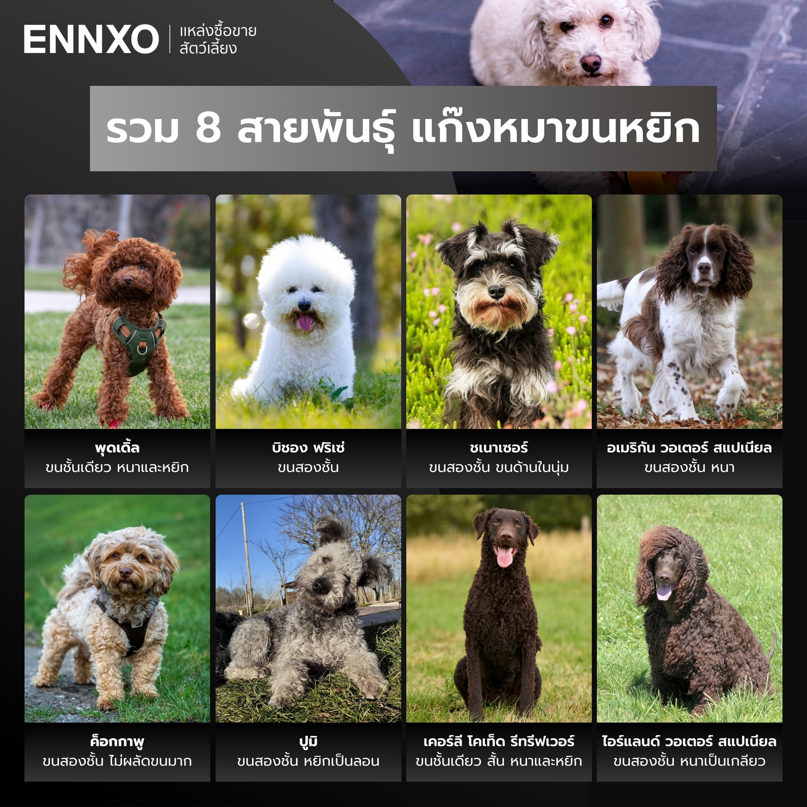 รวมสุนัขขนหยิกทั้งหมด