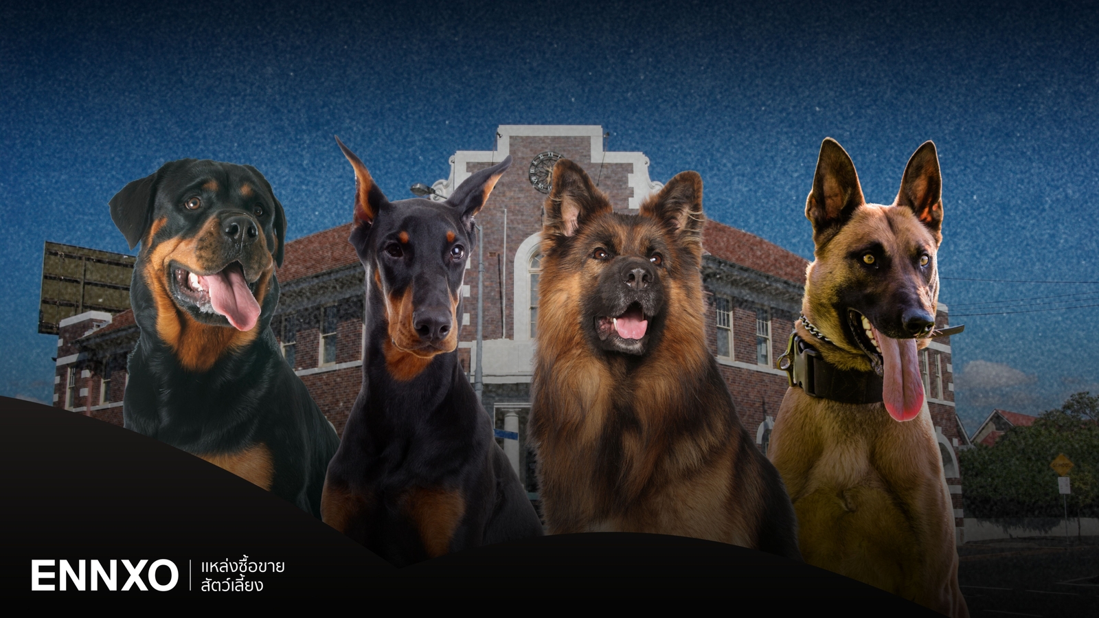 12 พันธุ์หมาตำรวจ มีสายพันธุ์อะไร สุนัข K-9 เด่นด้านไหน?