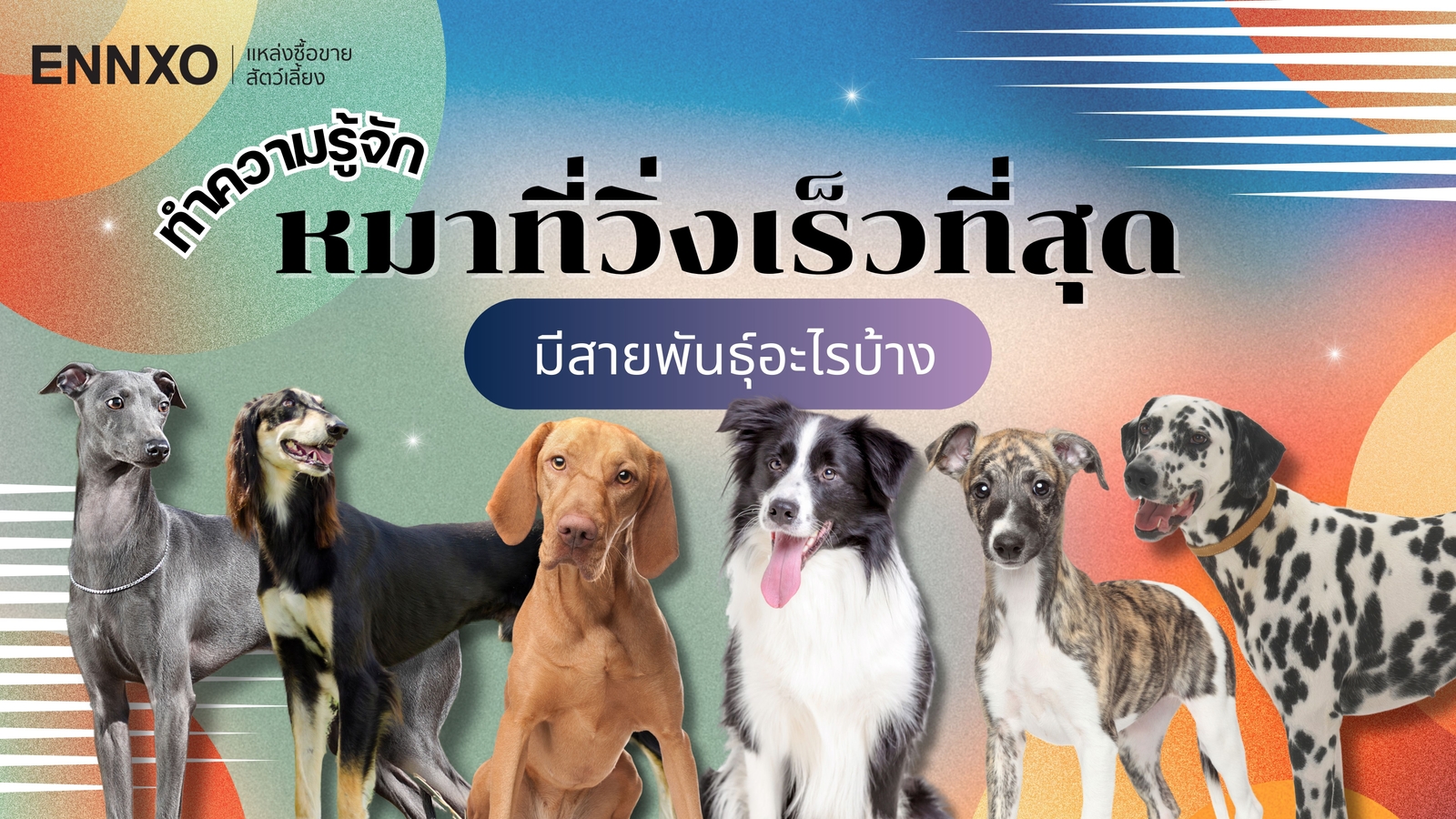 8 สายพันธุ์หมาที่วิ่งเร็วที่สุด