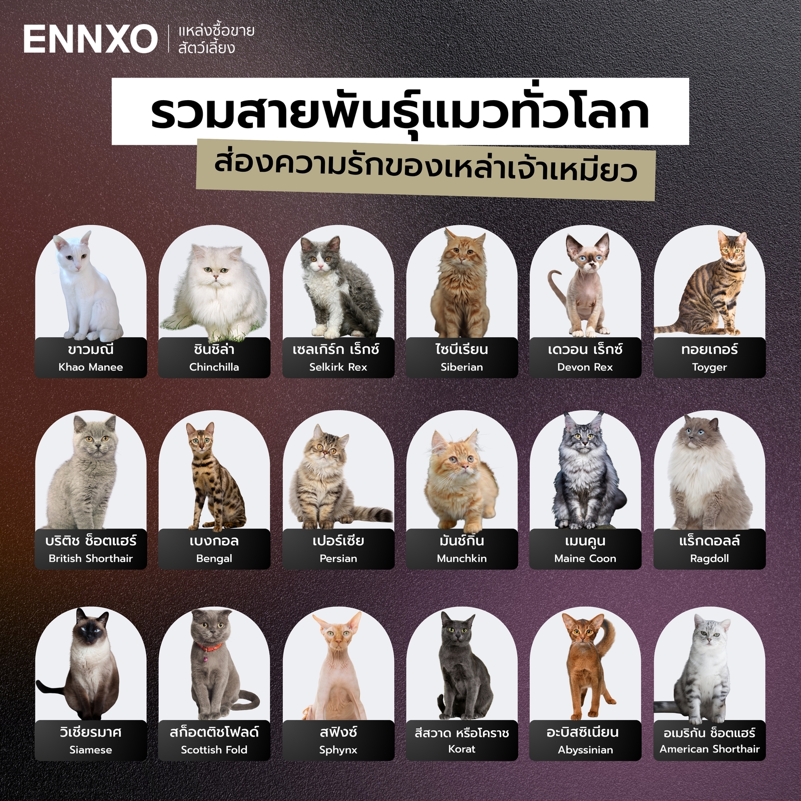 สายพันธุ์แมว มีอะไรบ้าง