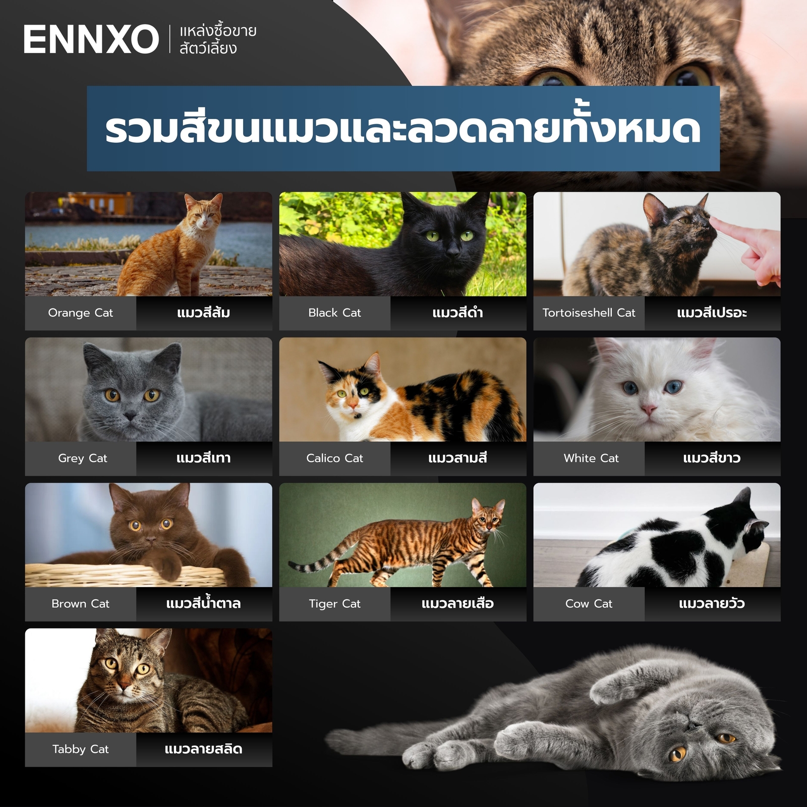 รวมสีขนแมวและลวดลายทั้งหมด