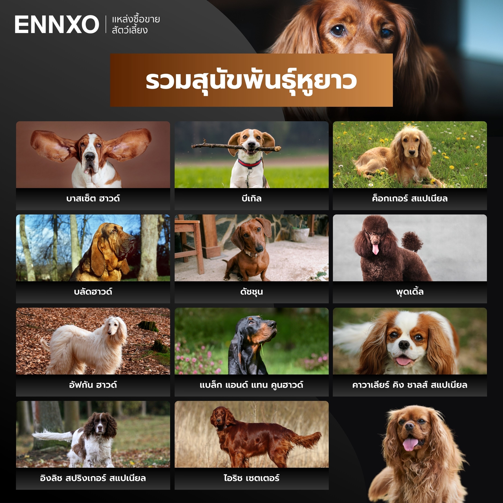 รวมสุนัขพันธุ์หูยาว พันธุ์อะไร