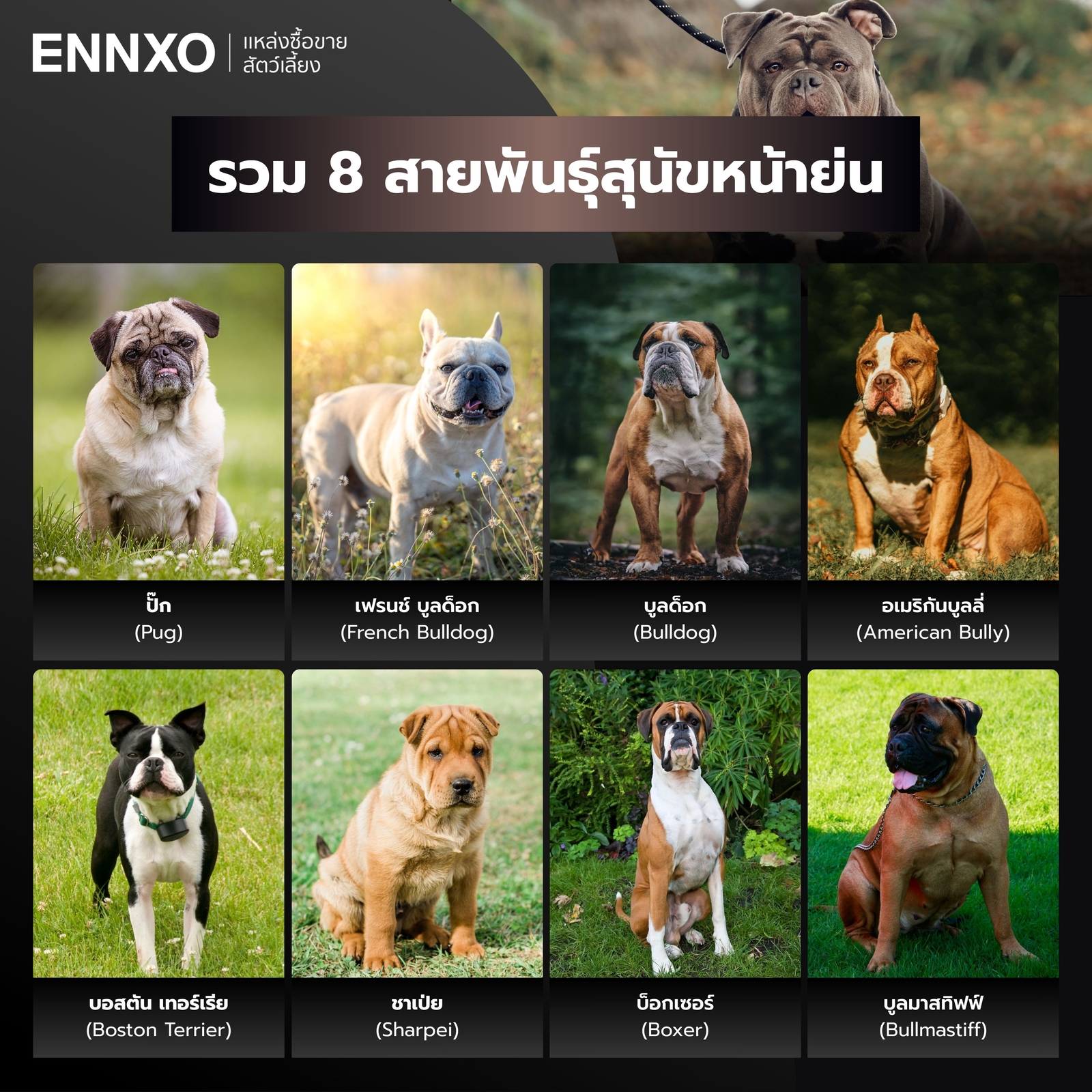 สุนัขหน้าย่น มีพันธุ์อะไรบ้าง