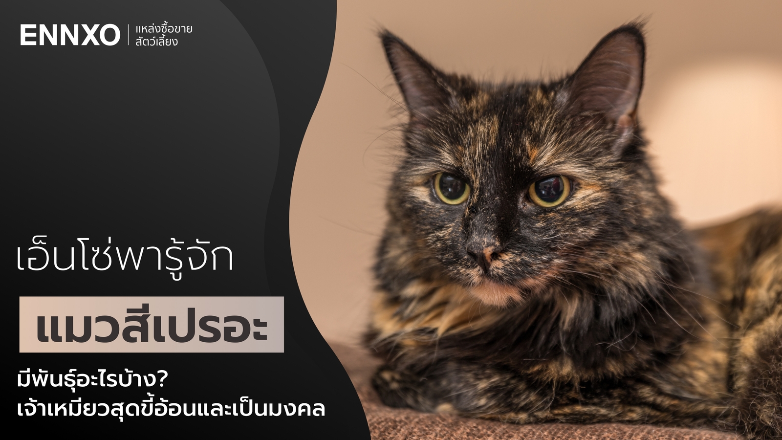 รู้จักแมวสีเปรอะ ลายสุดน่ารัก มีพันธุ์อะไรบ้าง นิสัยเป็นยังไง