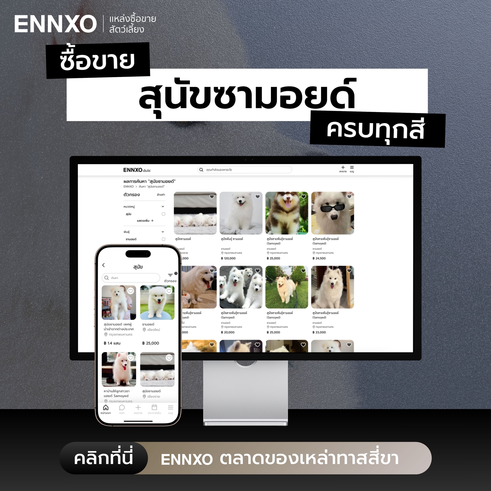 ราคา-สุนัขซามอยด์-ลูกหมา-จากฟาร์ม