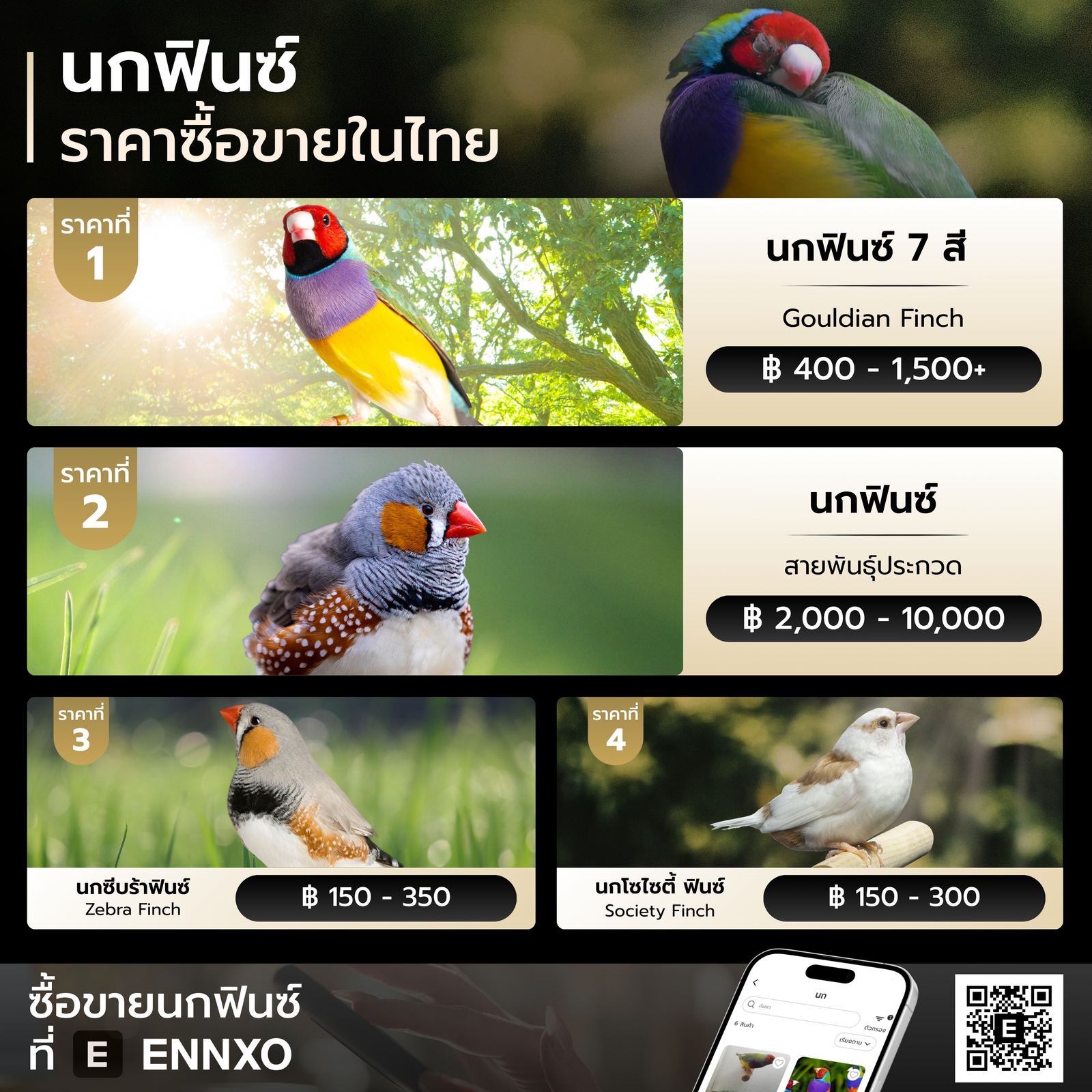 ราคานกฟินซ์ (Finch) แต่ละชนิด