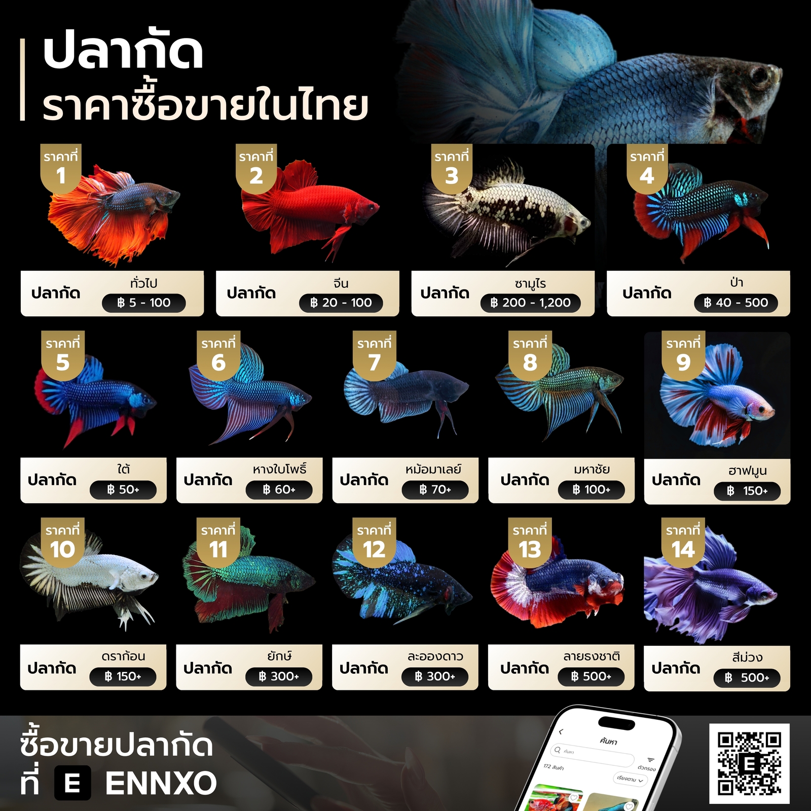 ปลากัด แต่ละสายพันธุ์ ราคาเท่าไหร่