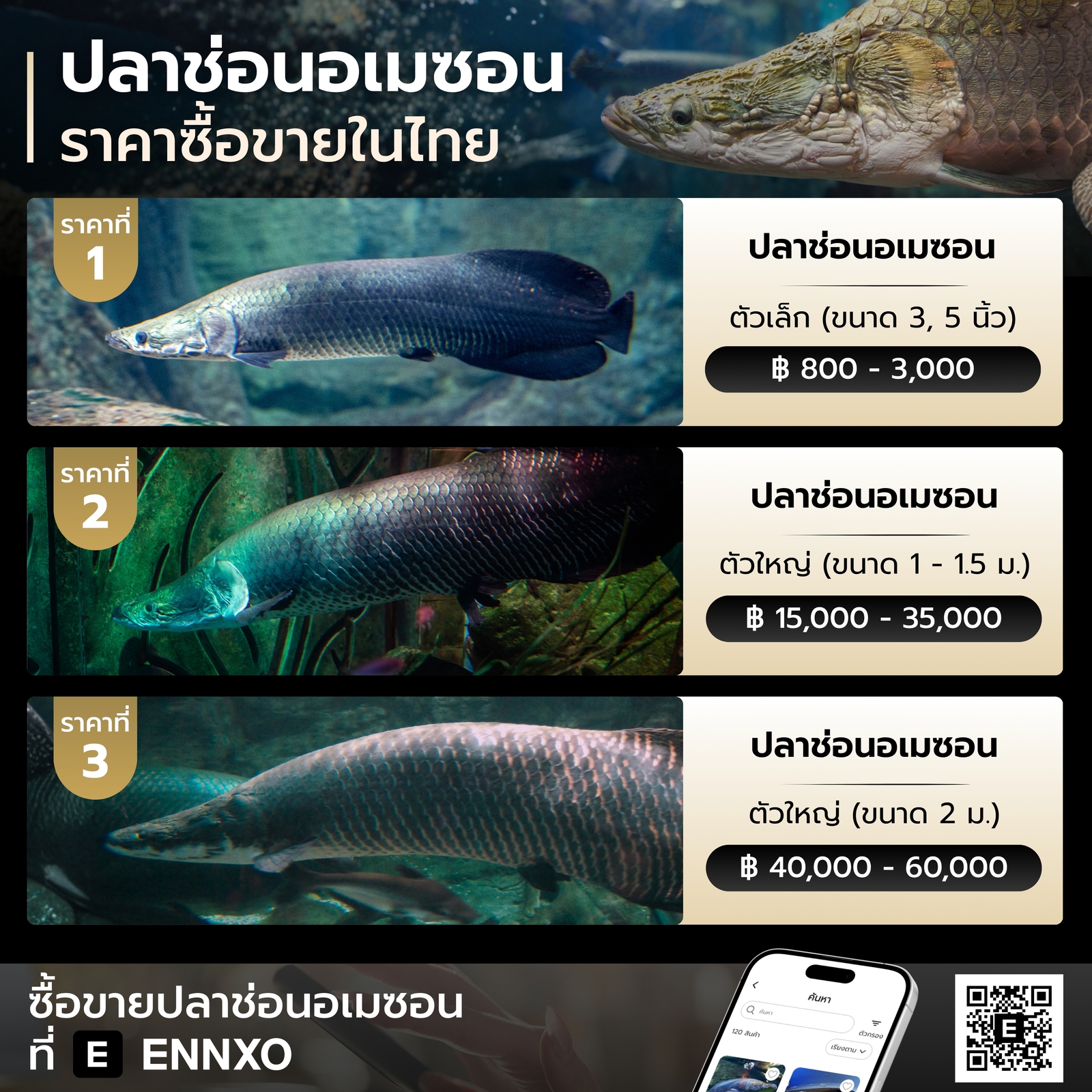 ปลาช่อนอเมซอน ราคาเท่าไหร่