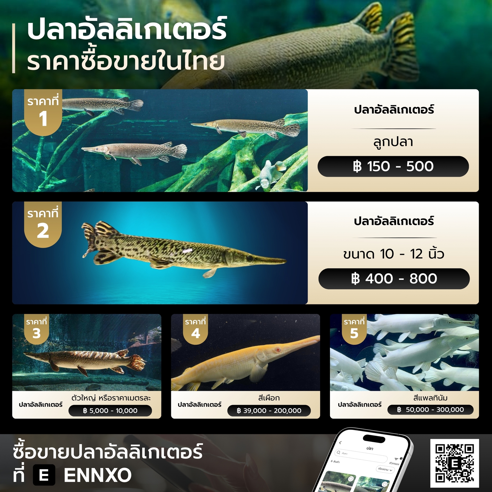 รวมราคาปลาอัลลิเกเตอร์ในไทย 