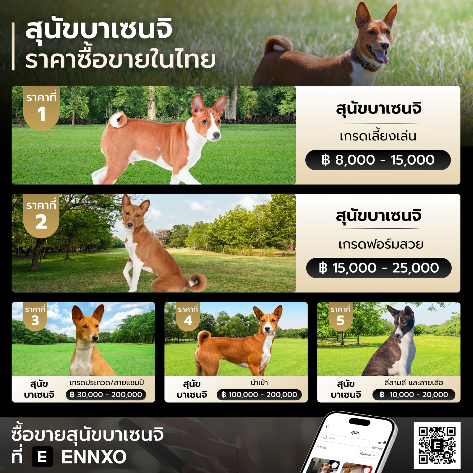 สุนัขบาเซนจิ ราคาเท่าไหร่
