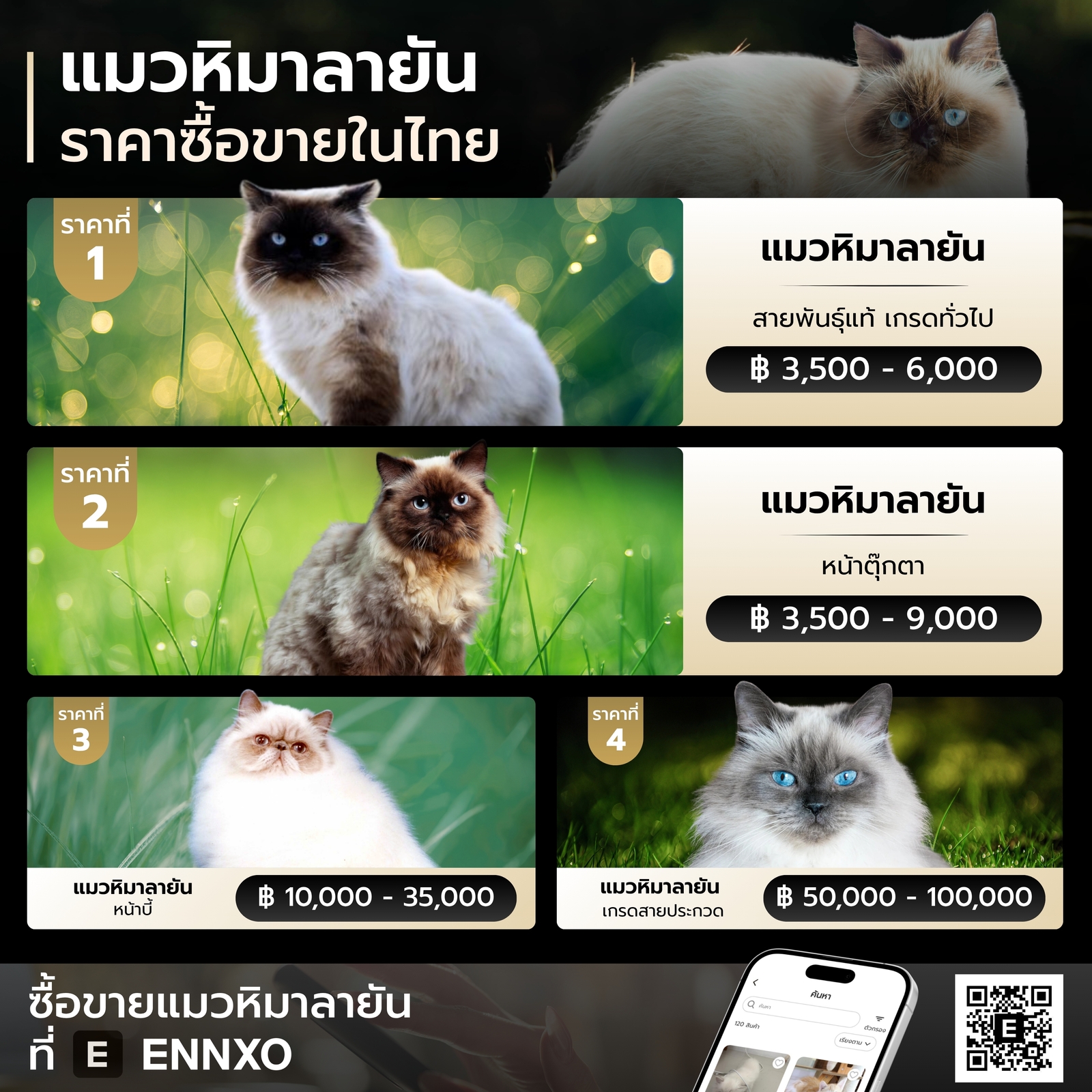 แมวหิมาลายัน ราคาเท่าไหร่