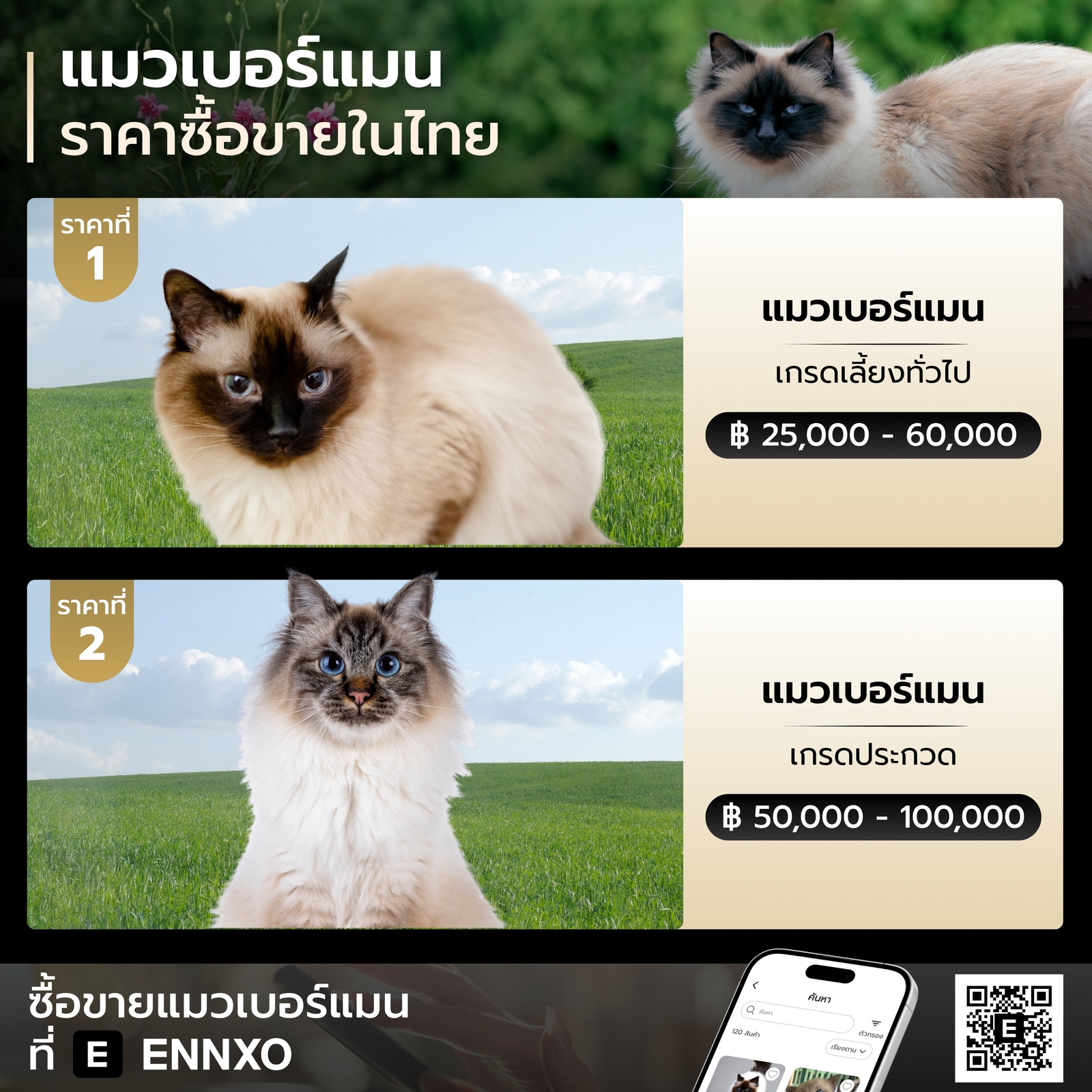 แมวเบอร์แมน ราคาเท่าไหร่