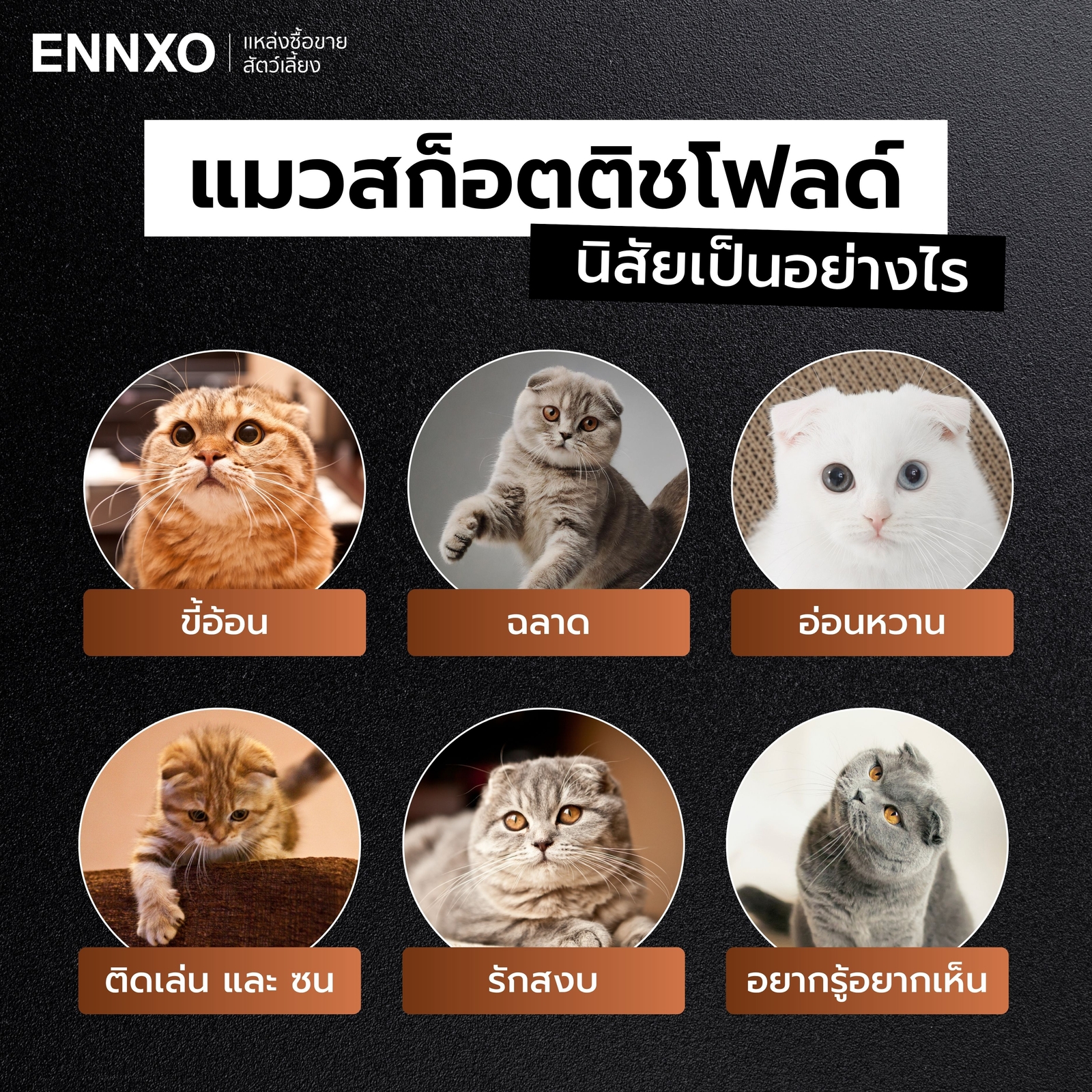 รูปแมวสก็อตติช นิสัย