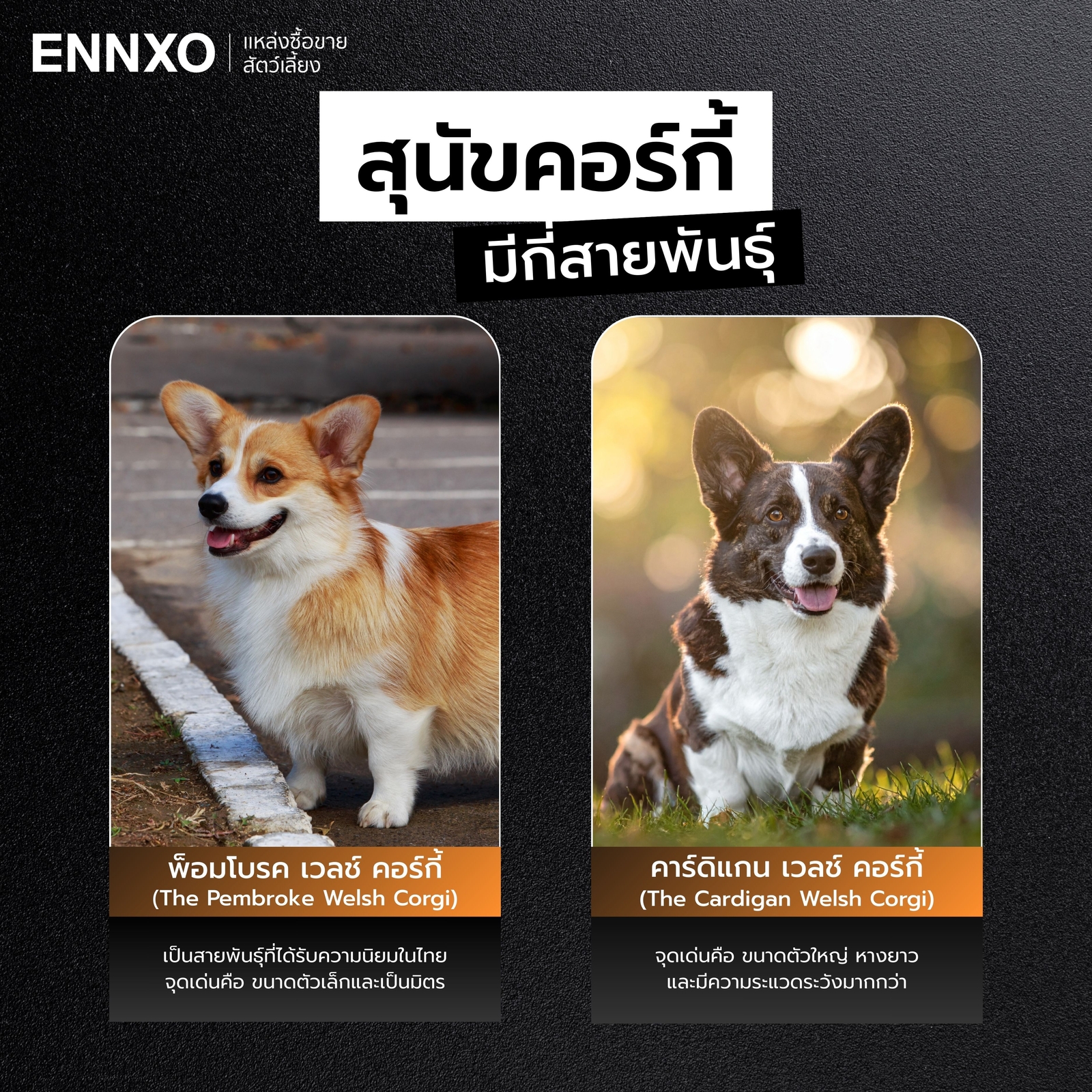 รู้จัก คอร์กี้ทั้ง 2 สายพันธุ์.
