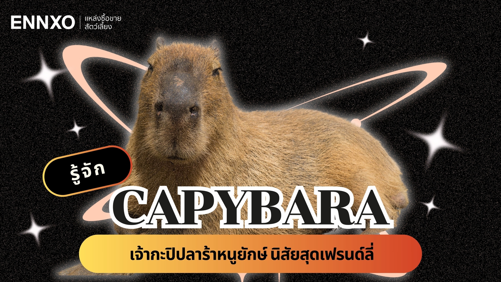 คาปิบารา เลี้ยงในไทยได้ไหม? ดูประวัติ และวิธีการเลี้ยง