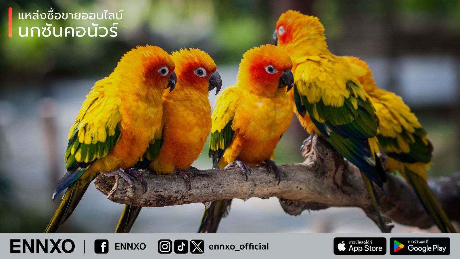 รู้จัก นกซันคอนัวร์ (Sun Conure) แหล่งกำเนิด