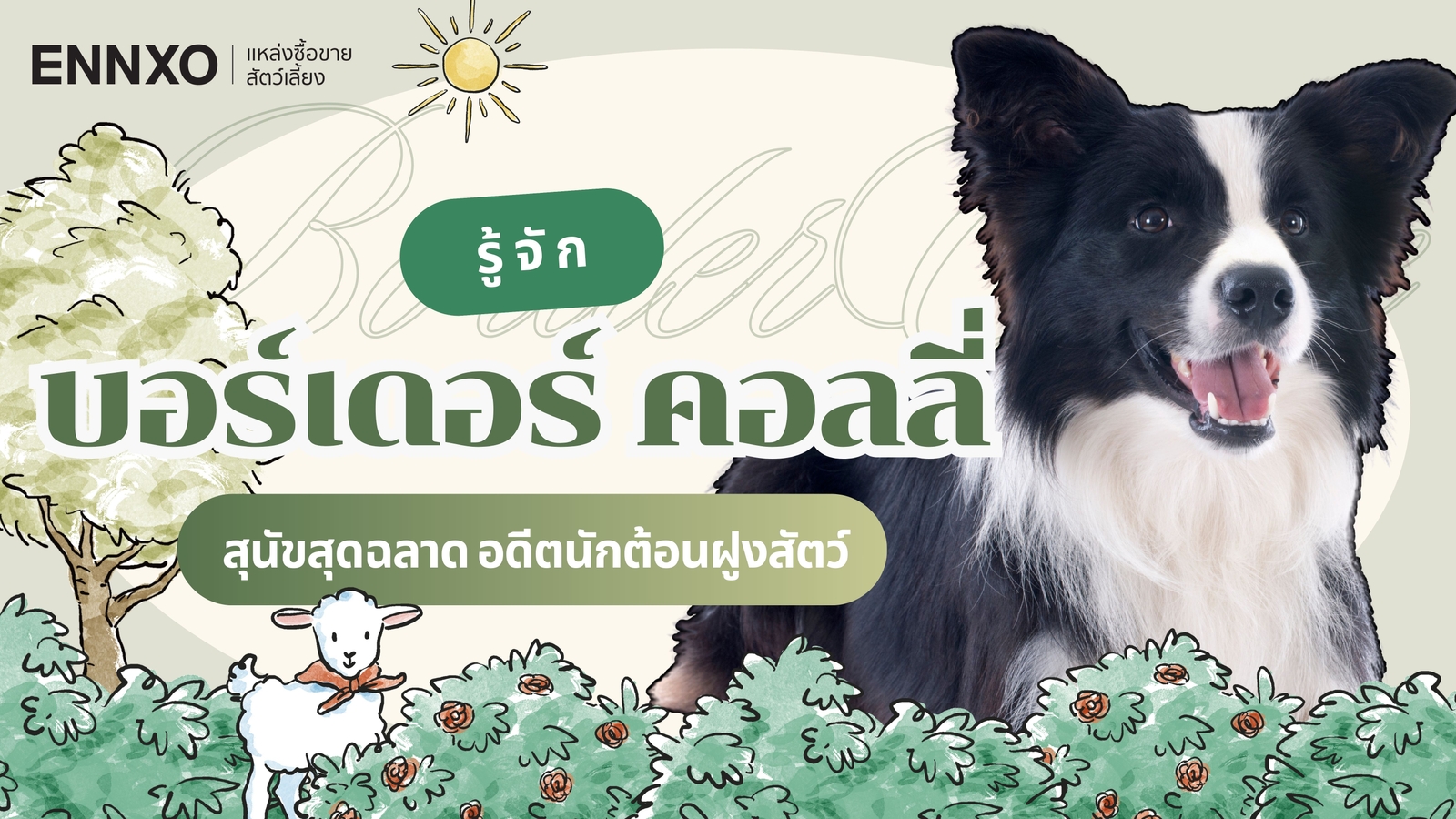 รู้จักสุนัขสุดฉลาด บอร์เดอร์ คอลลี่ (Border Collie) นิสัย และลักษณะ