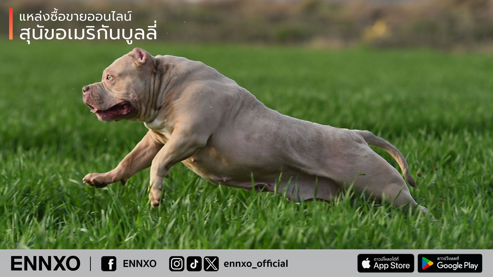 รู้จัก สุนัขอเมริกันบูลลี่ (American Bully) หมาบูลลี่