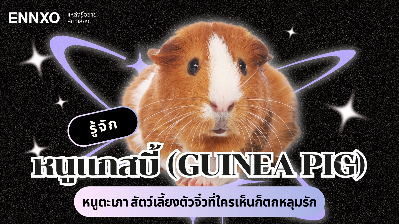 หนูแกสบี้ (Guinea Pig) วิธีเลี้ยง นิสัย หนูตะเภา มีกี่สายพันธุ์