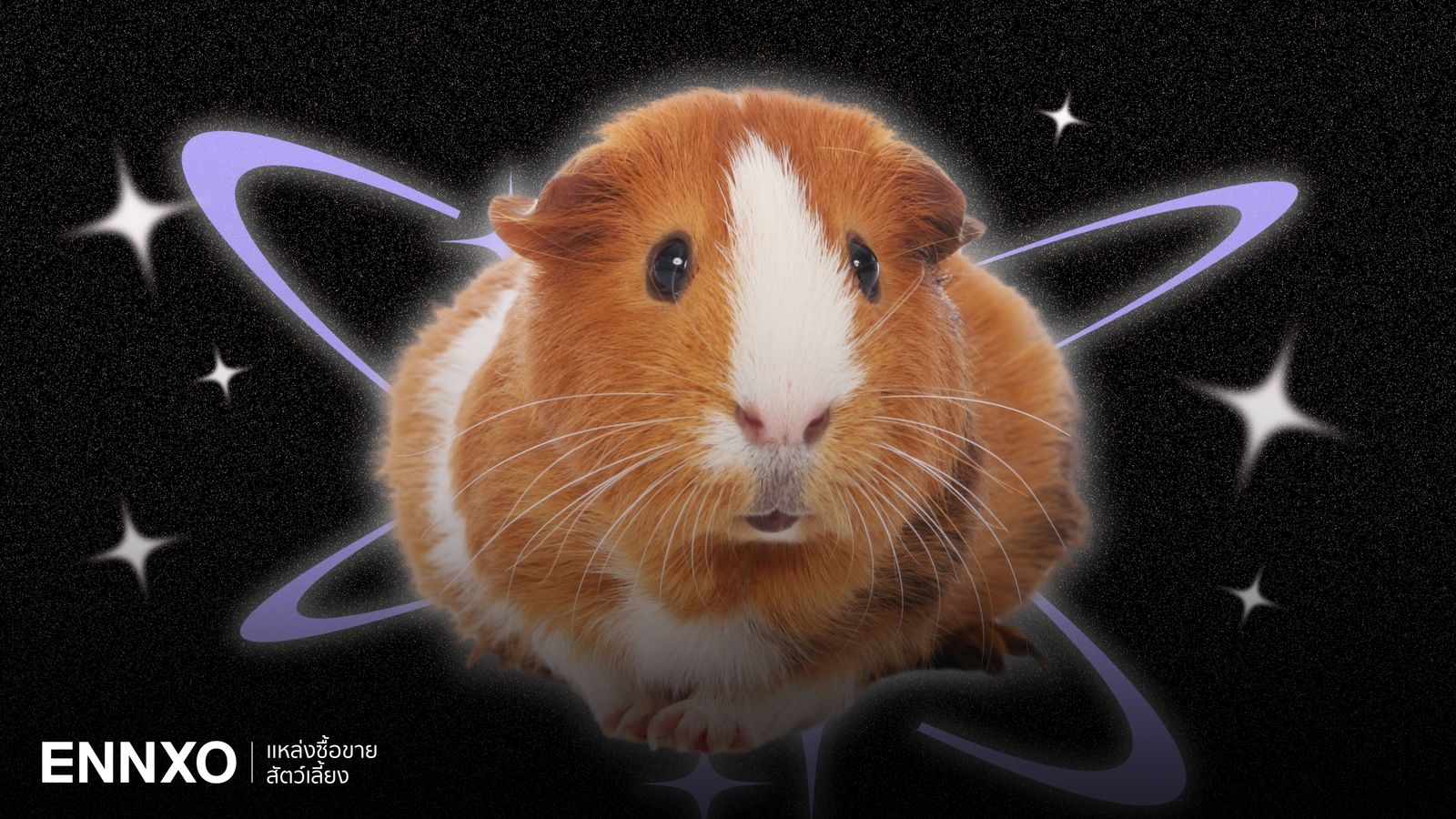 หนูแกสบี้ (Guinea Pig) วิธีเลี้ยง นิสัย หนูตะเภา มีกี่สายพันธุ์