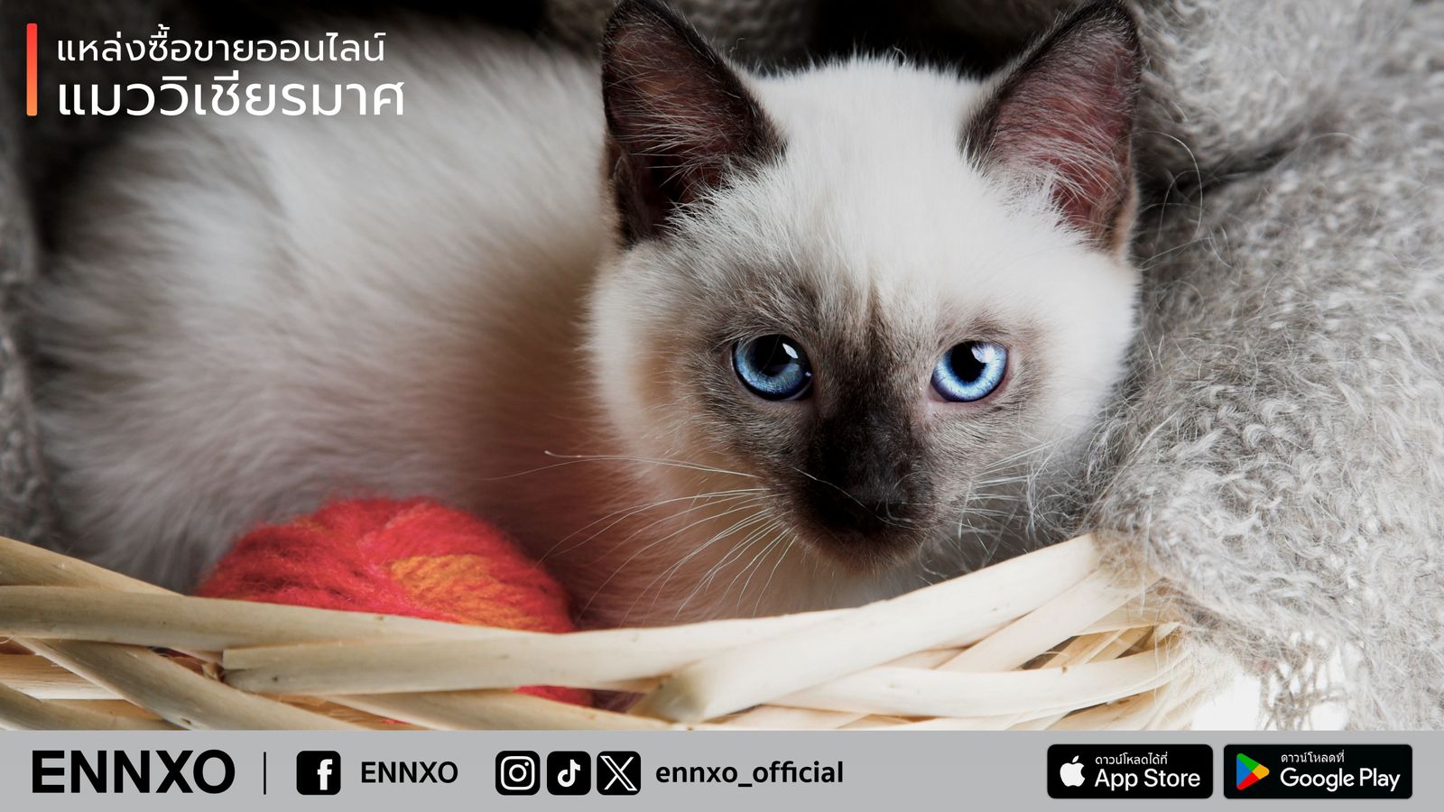 รู้จัก แมววิเชียรมาศ Siamese Cat ต้นกำเนิดแมวไทย