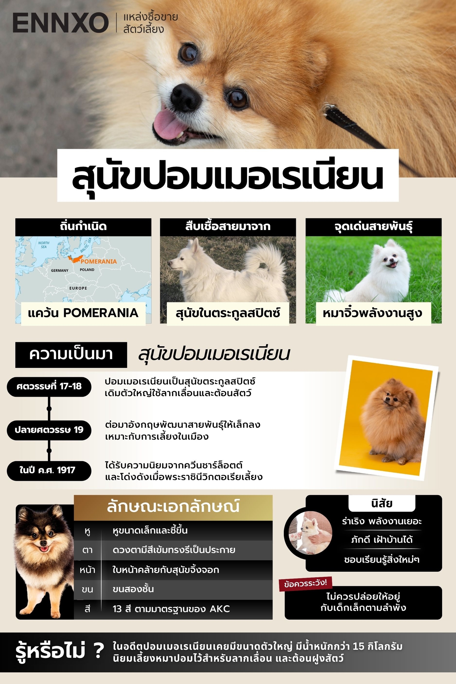รู้จักทุกเรื่องเกี่ยวกับสุนัขปอมเมอเรเนียน