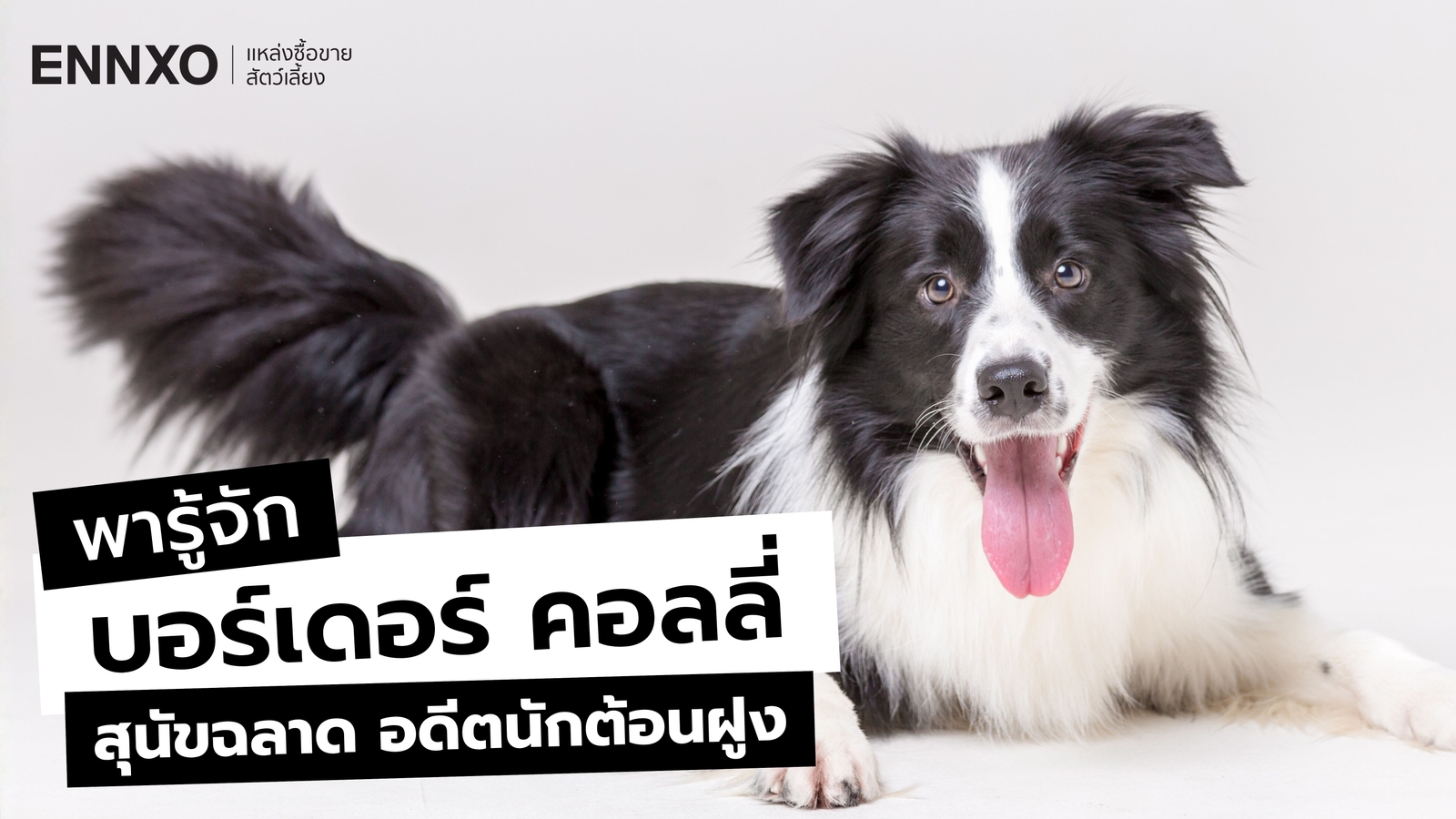 รู้จักสุนัขสุดฉลาด บอร์เดอร์ คอลลี่ (Border Collie) นิสัย และลักษณะ