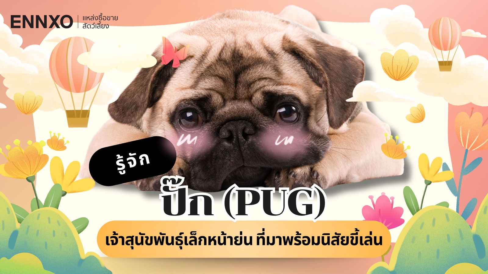 รวมข้อมูลสุนัขพันธุ์ปั๊ก (Pug) พร้อมวิธีเลี้ยง และหมาปั๊กแท้ดูยังไง