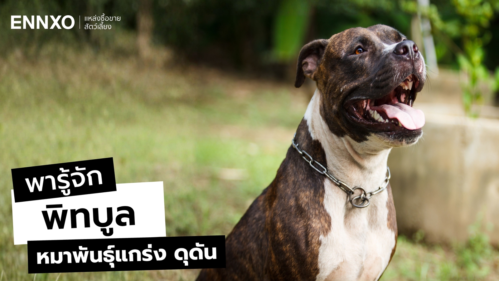 วิธีเลี้ยงพิทบูล (Pitbull) ไม่ให้ดุ พร้อมรู้จักนิสัยและลักษณะ